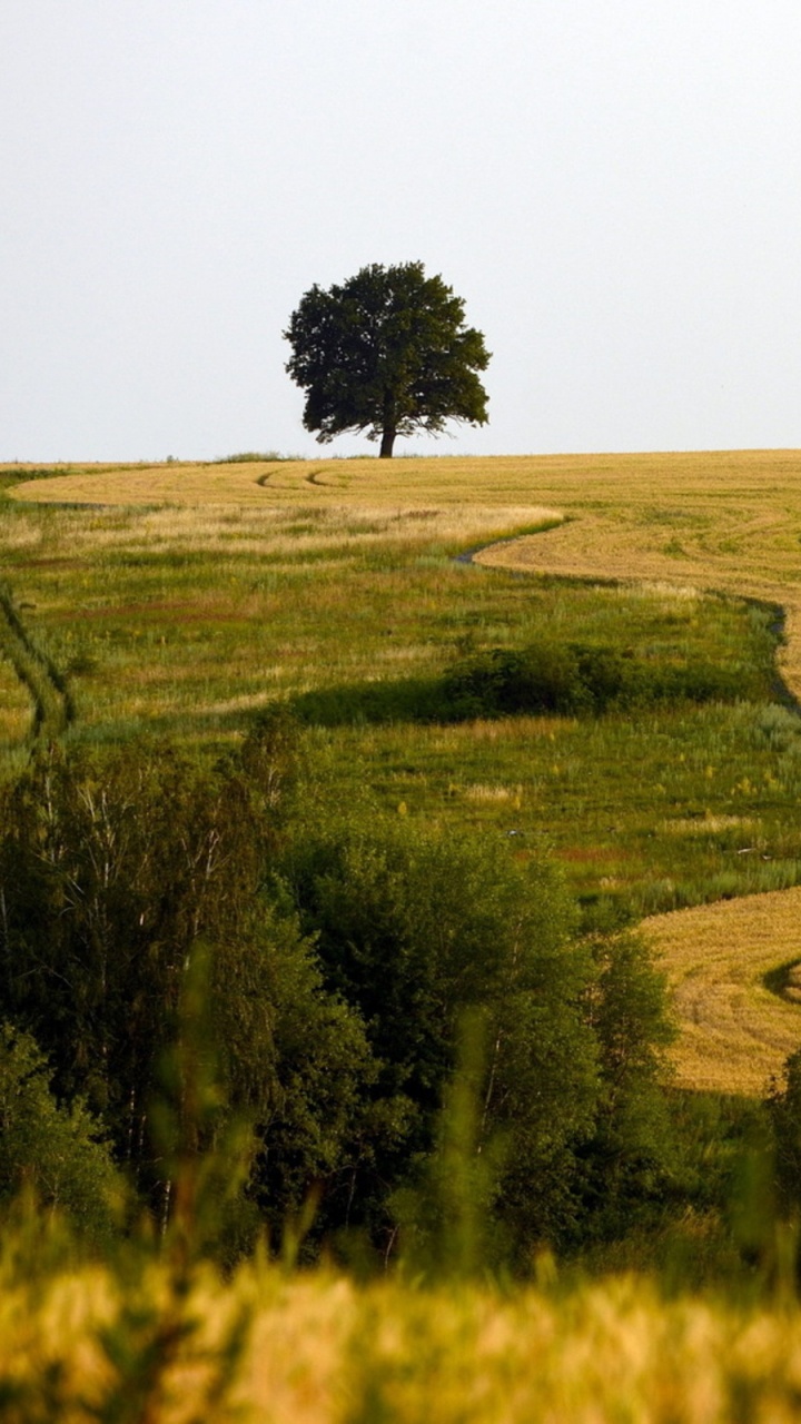 Green Grass Field During Daytime. Wallpaper in 720x1280 Resolution