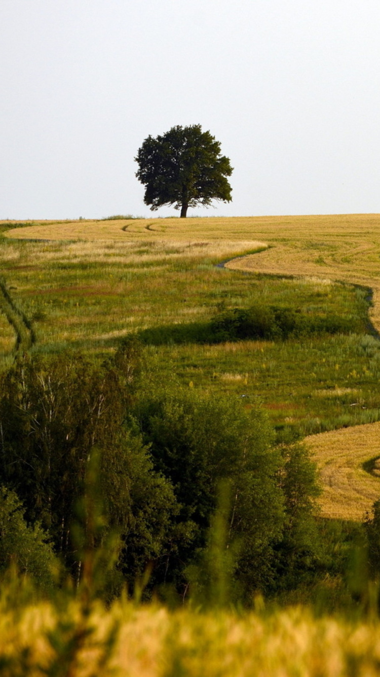 Green Grass Field During Daytime. Wallpaper in 750x1334 Resolution