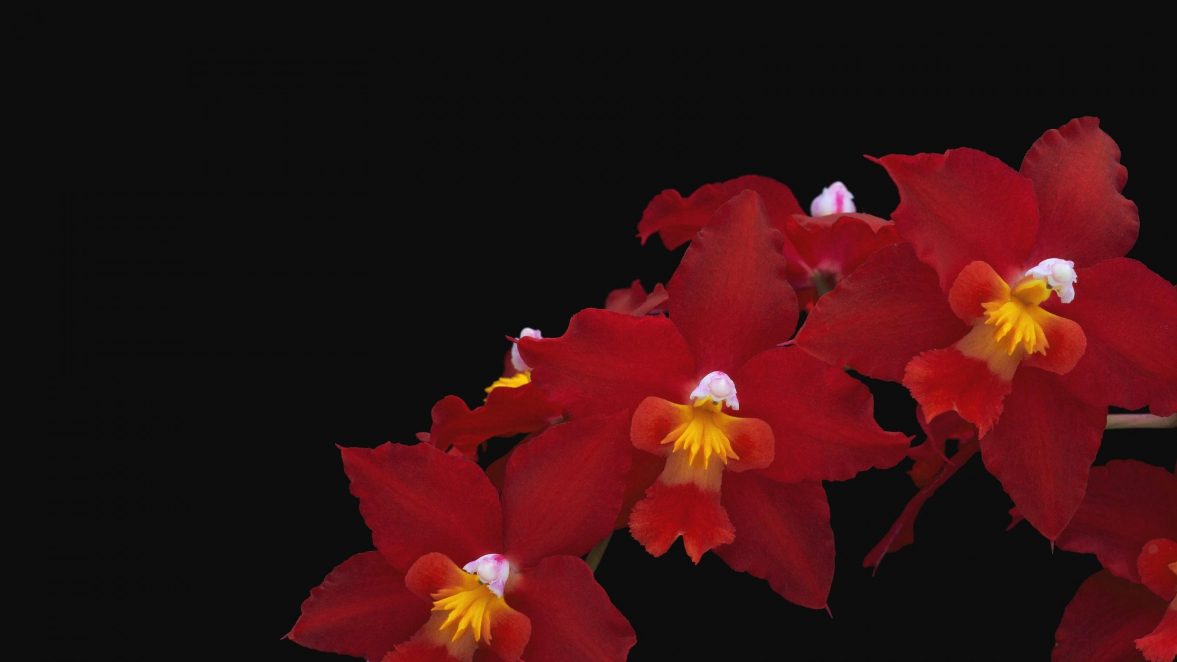 显花植物, 红色的, 卡特兰, 感谢, 菌群 壁纸 3840x2160 允许