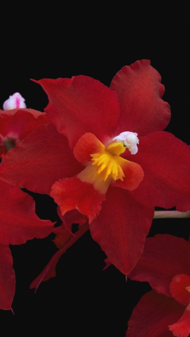 Red and Yellow Flower in Black Background. Wallpaper in 720x1280 Resolution