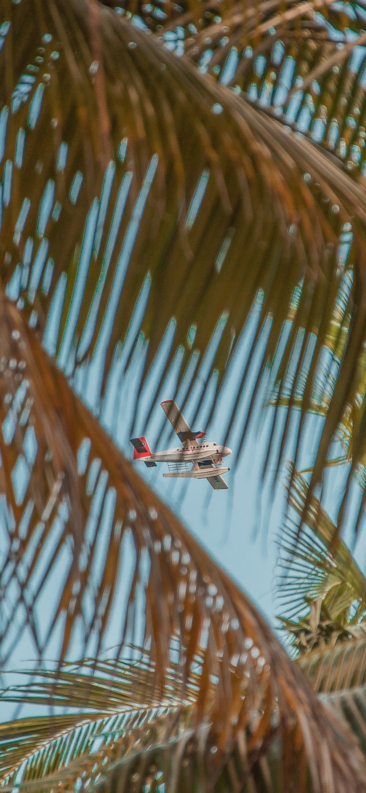 关闭了, 棕榈树, 油棕, 木本植物, Arecales 壁纸 1242x2688 允许