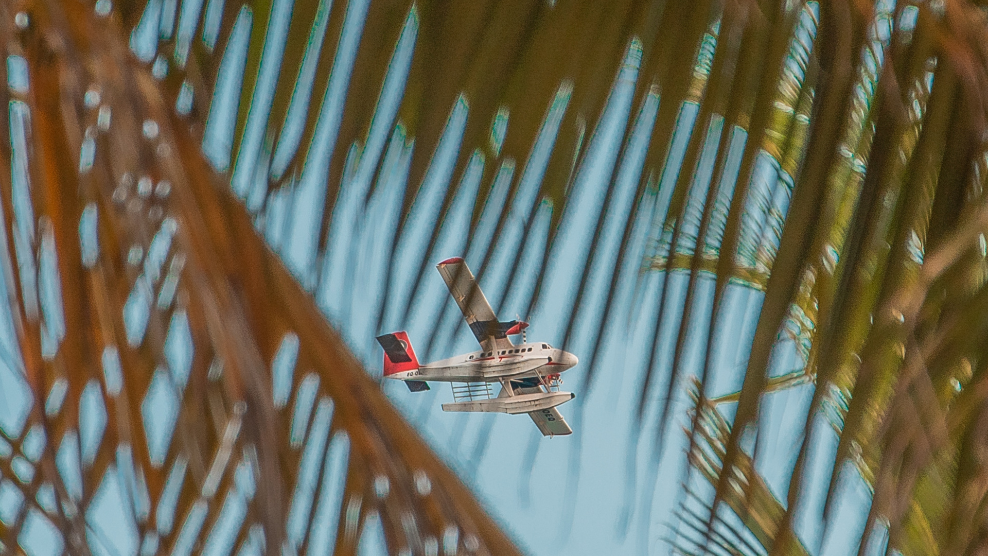 关闭了, 棕榈树, 油棕, 木本植物, Arecales 壁纸 1920x1080 允许