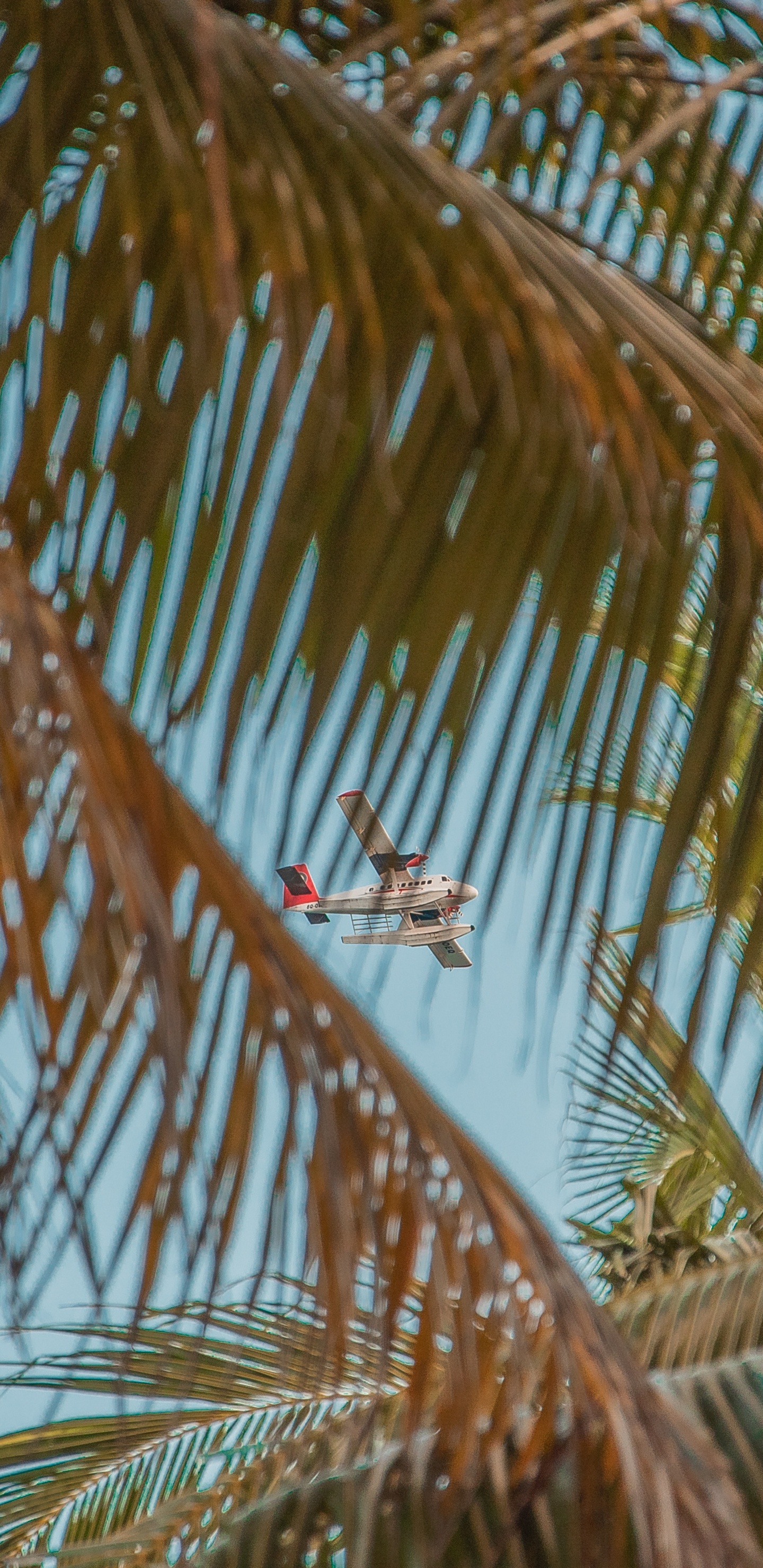 Download 1440x2960 Wallpaper Man in White Shirt Sitting on Hammock Under Palm Tree During Daytime Man in White Shirt Sitting on Hammock Under Palm Tree During Daytime. Wallpaper in 1440x2960 Resolution
