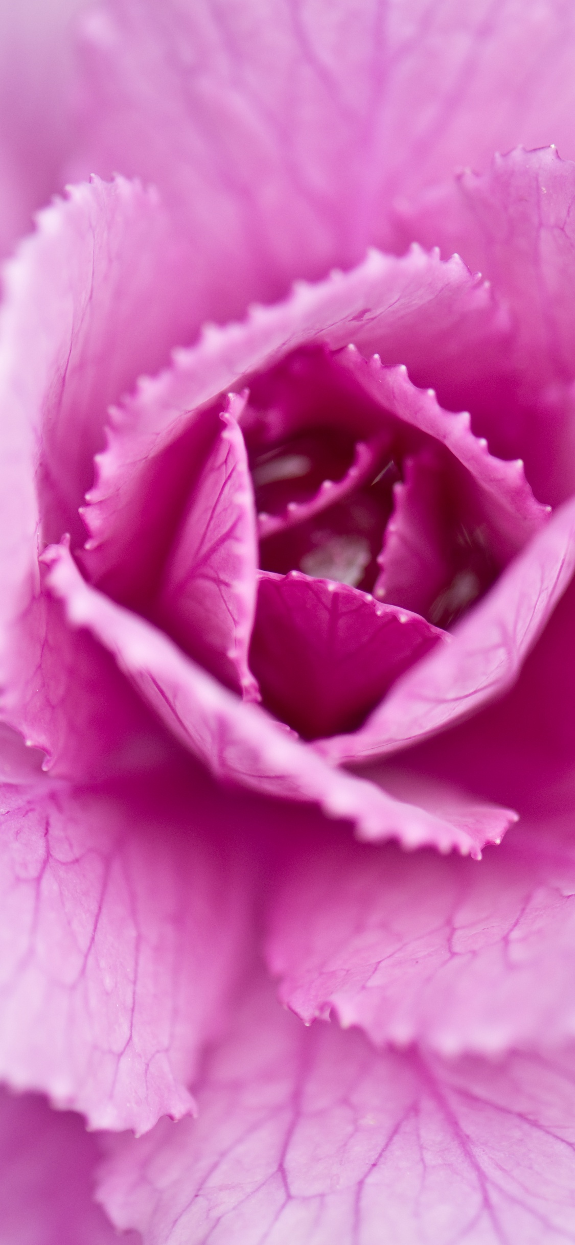 de Cerca, Col, Pétalo, Rosa, Morado. Wallpaper in 1125x2436 Resolution