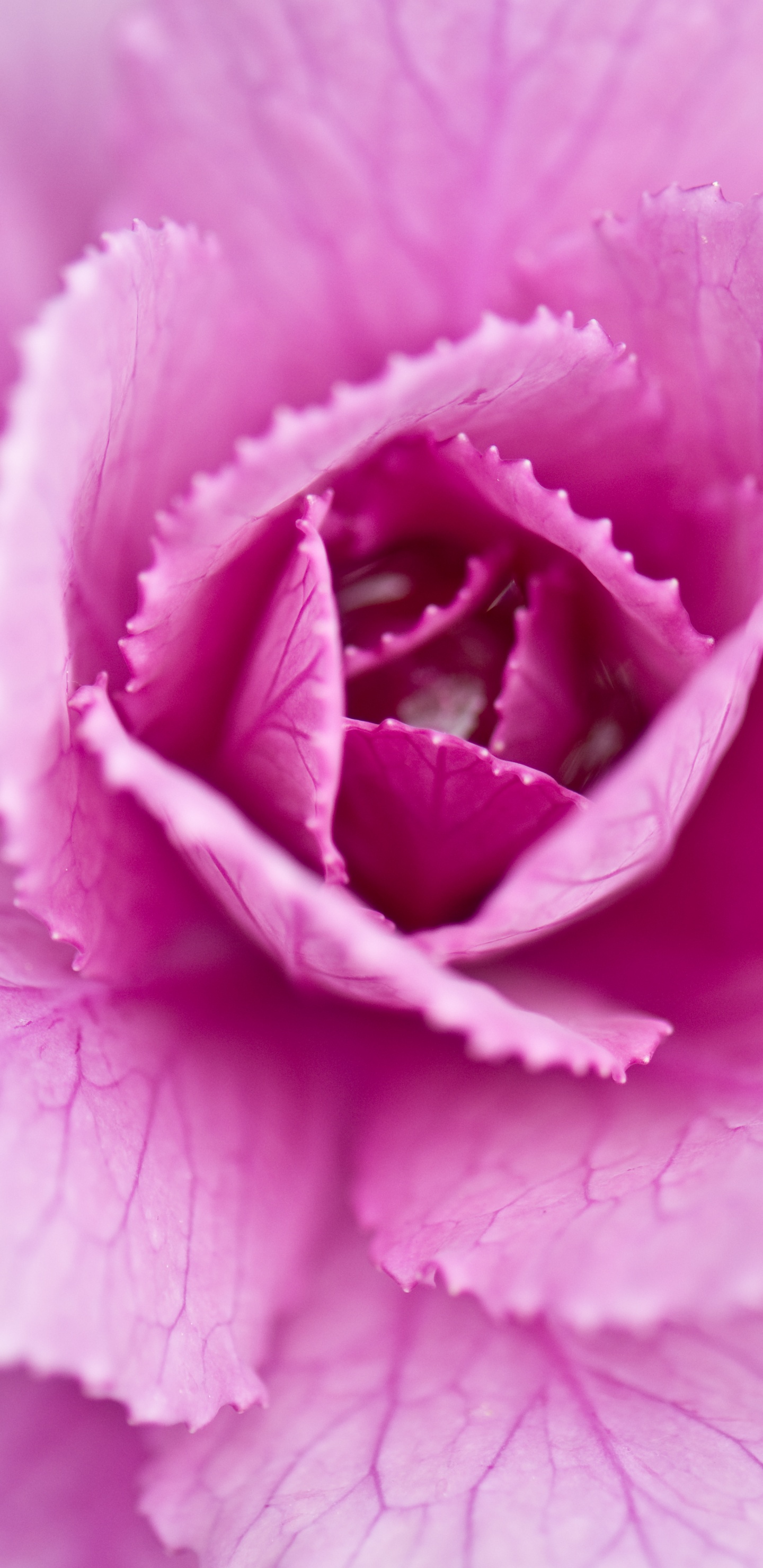 Close Up, Cabbage, Petal, Pink, Flower. Wallpaper in 1440x2960 Resolution