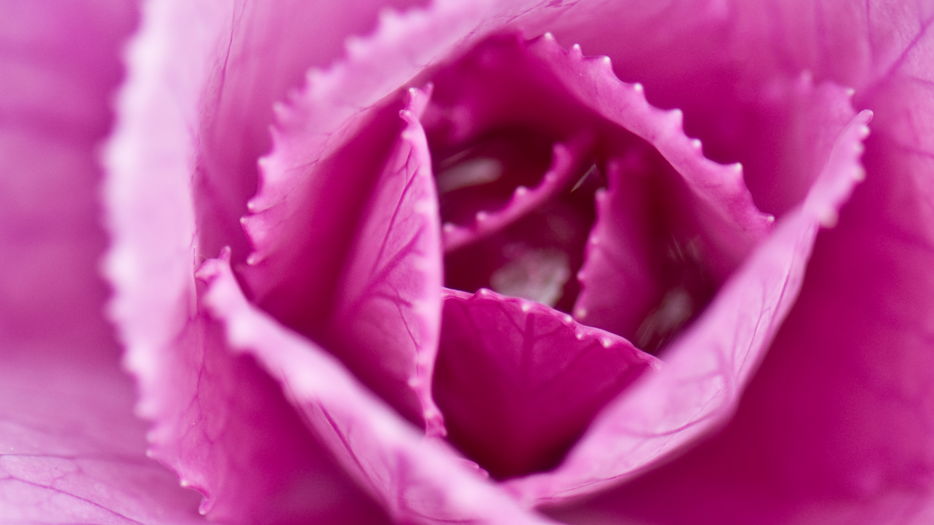 Close Up, Cabbage, Petal, Pink, Flower. Wallpaper in 1920x1080 Resolution