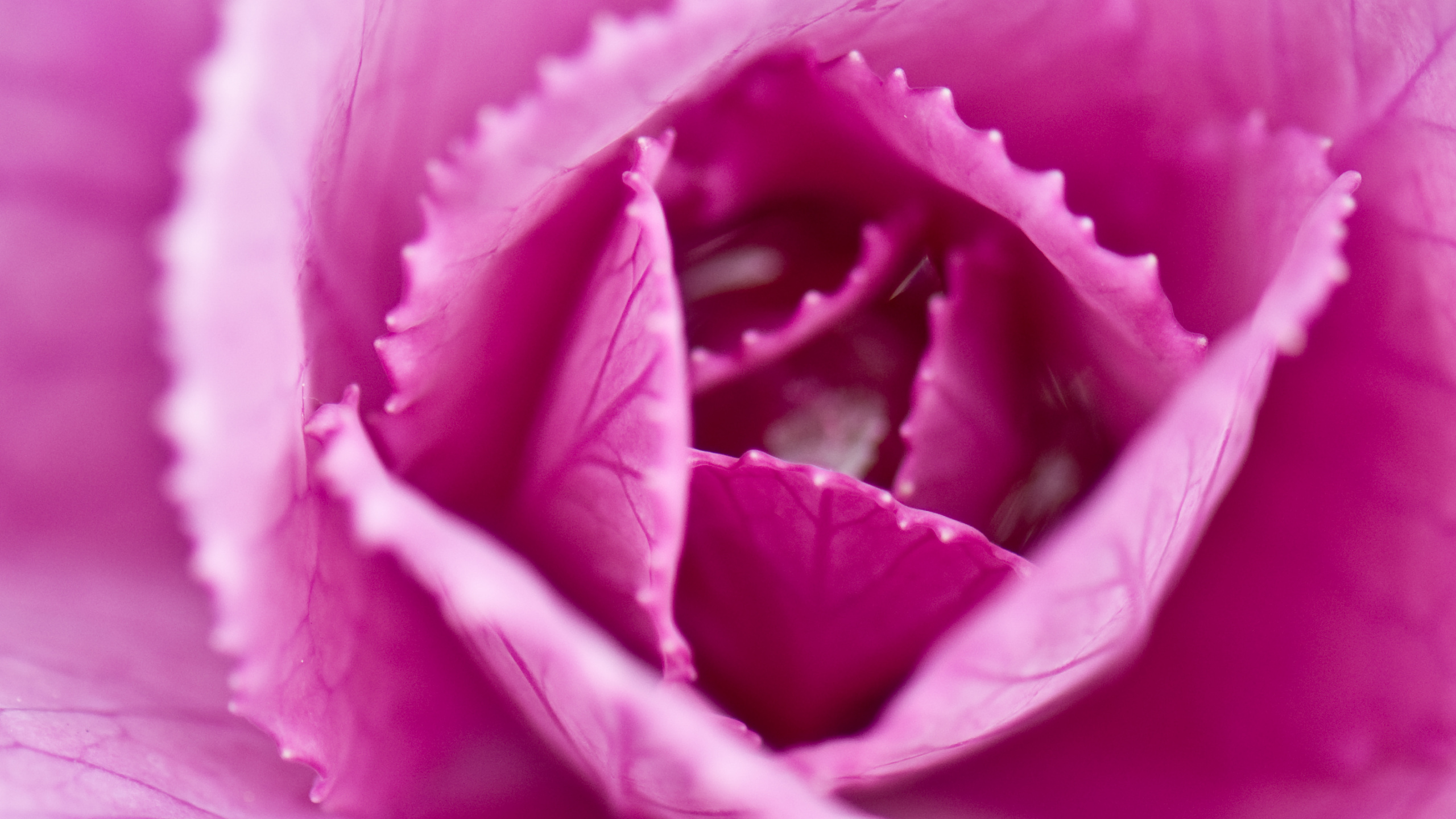 Close Up, Cabbage, Petal, Pink, Flower. Wallpaper in 2560x1440 Resolution