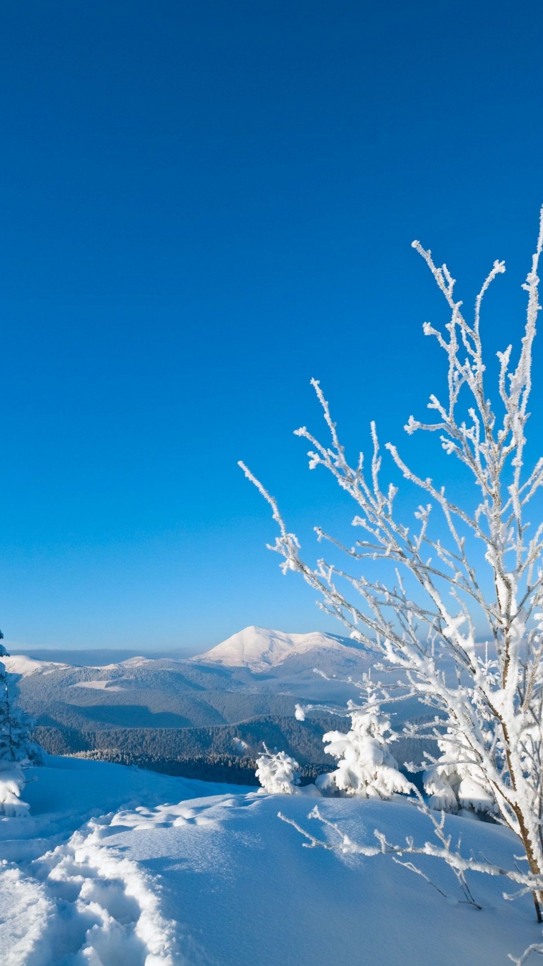 Snow Covered Trees on Snow Covered Ground Under Blue Sky During Daytime. Wallpaper in 1080x1920 Resolution