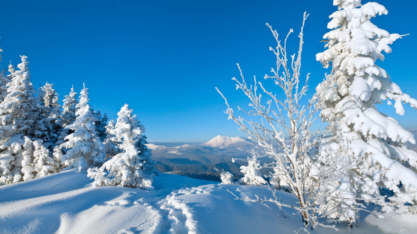 Snow Covered Trees on Snow Covered Ground Under Blue Sky During Daytime. Wallpaper in 1366x768 Resolution
