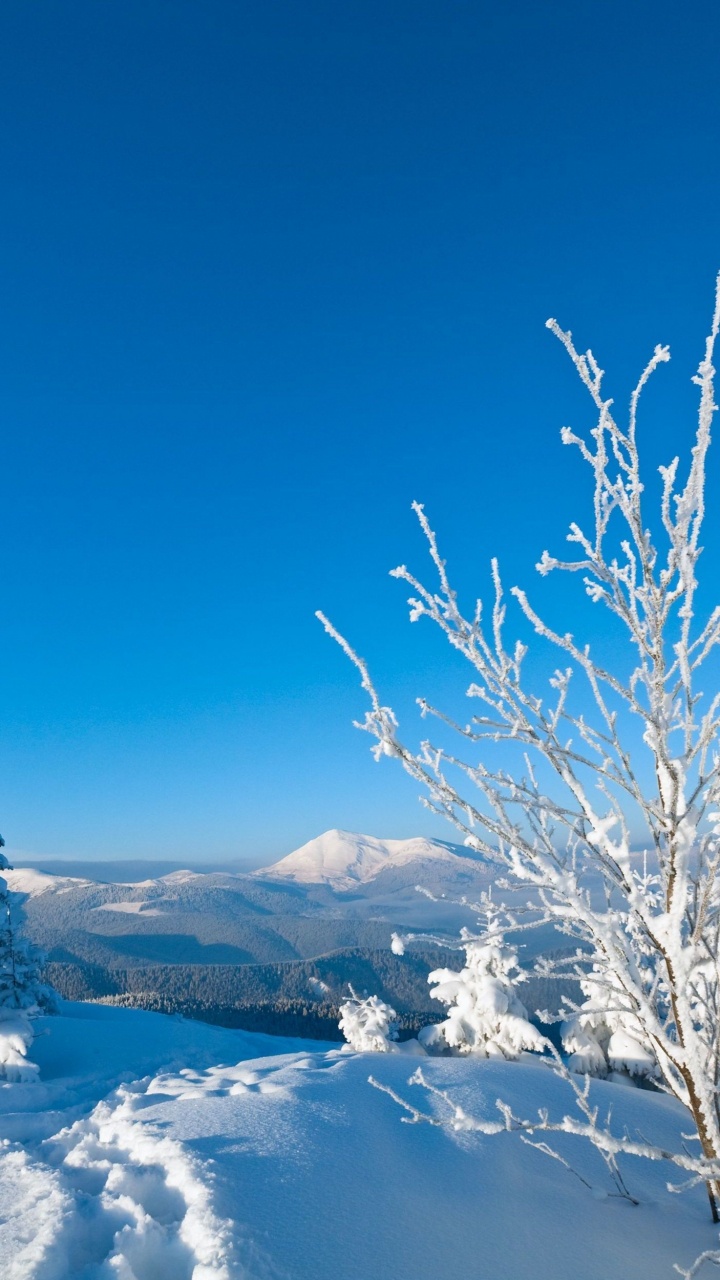 Snow Covered Trees on Snow Covered Ground Under Blue Sky During Daytime. Wallpaper in 720x1280 Resolution