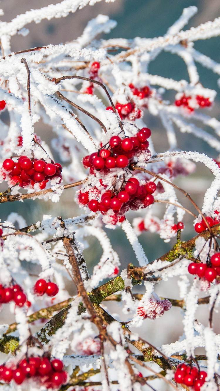 Red Round Fruits Covered With Snow. Wallpaper in 750x1334 Resolution