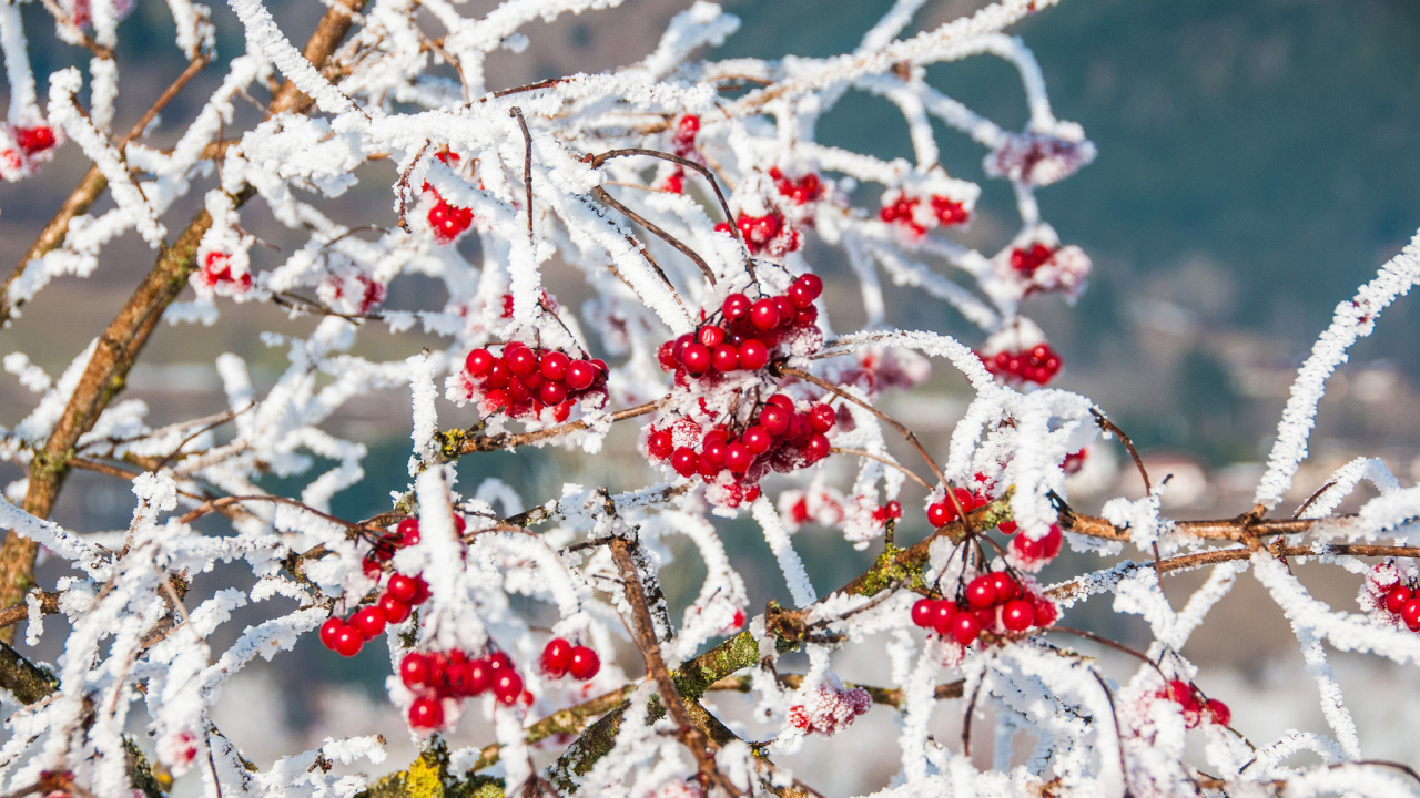 Rote Runde Früchte Mit Schnee Bedeckt. Wallpaper in 1280x720 Resolution