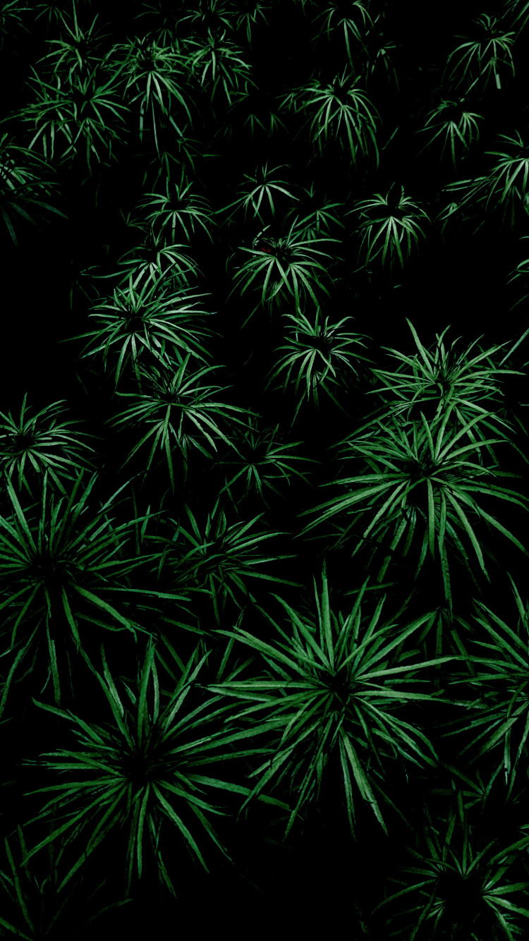 la Vegetación, Planta Terrestre, la Cubierta Vegetal, Simetría, Evergreen. Wallpaper in 750x1334 Resolution