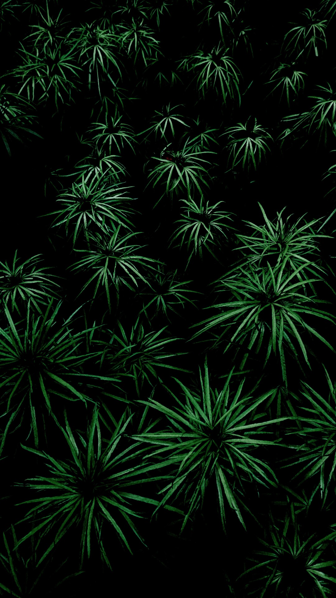 Végétation, Feuille, Plante Terrestre, Couvre-sol, Symétrie. Wallpaper in 1080x1920 Resolution
