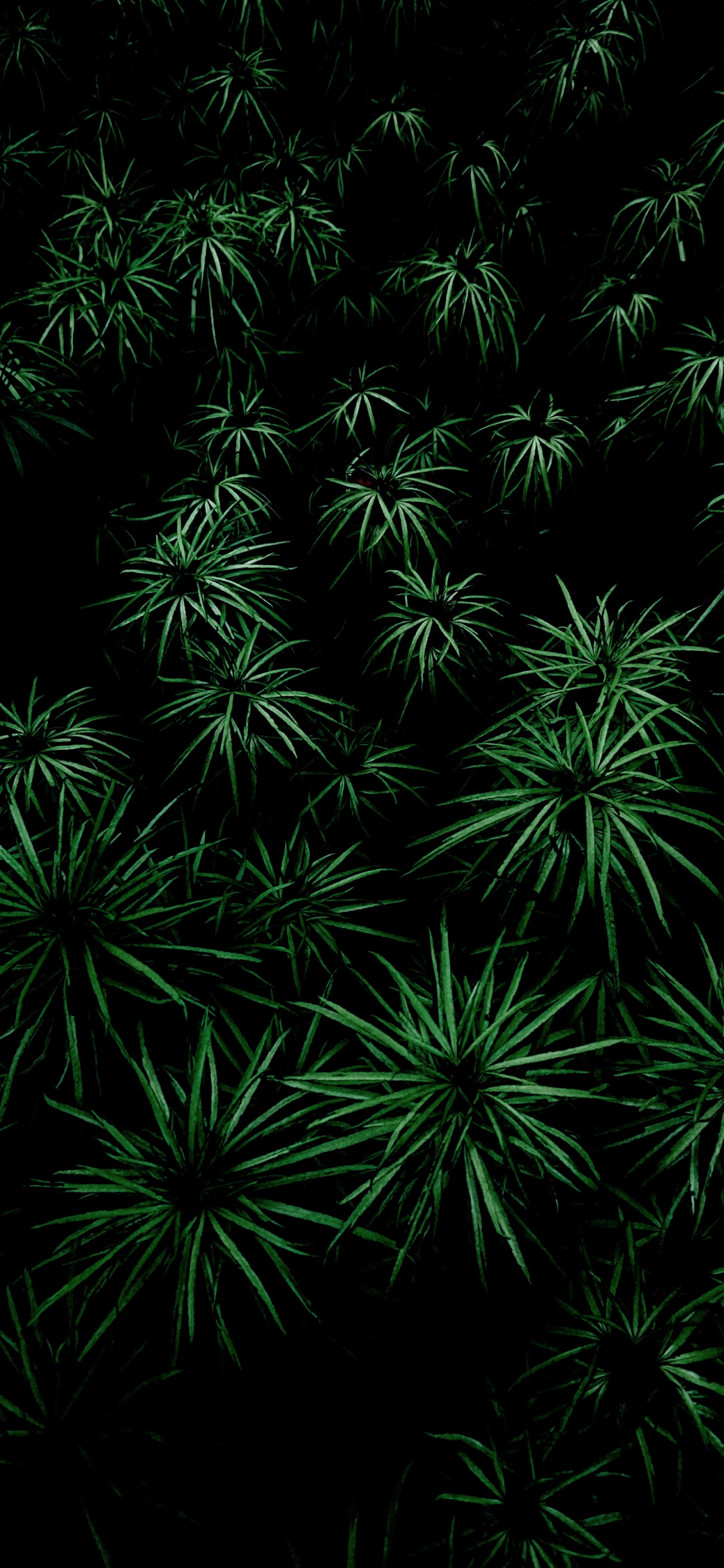 Végétation, Feuille, Plante Terrestre, Couvre-sol, Symétrie. Wallpaper in 1125x2436 Resolution
