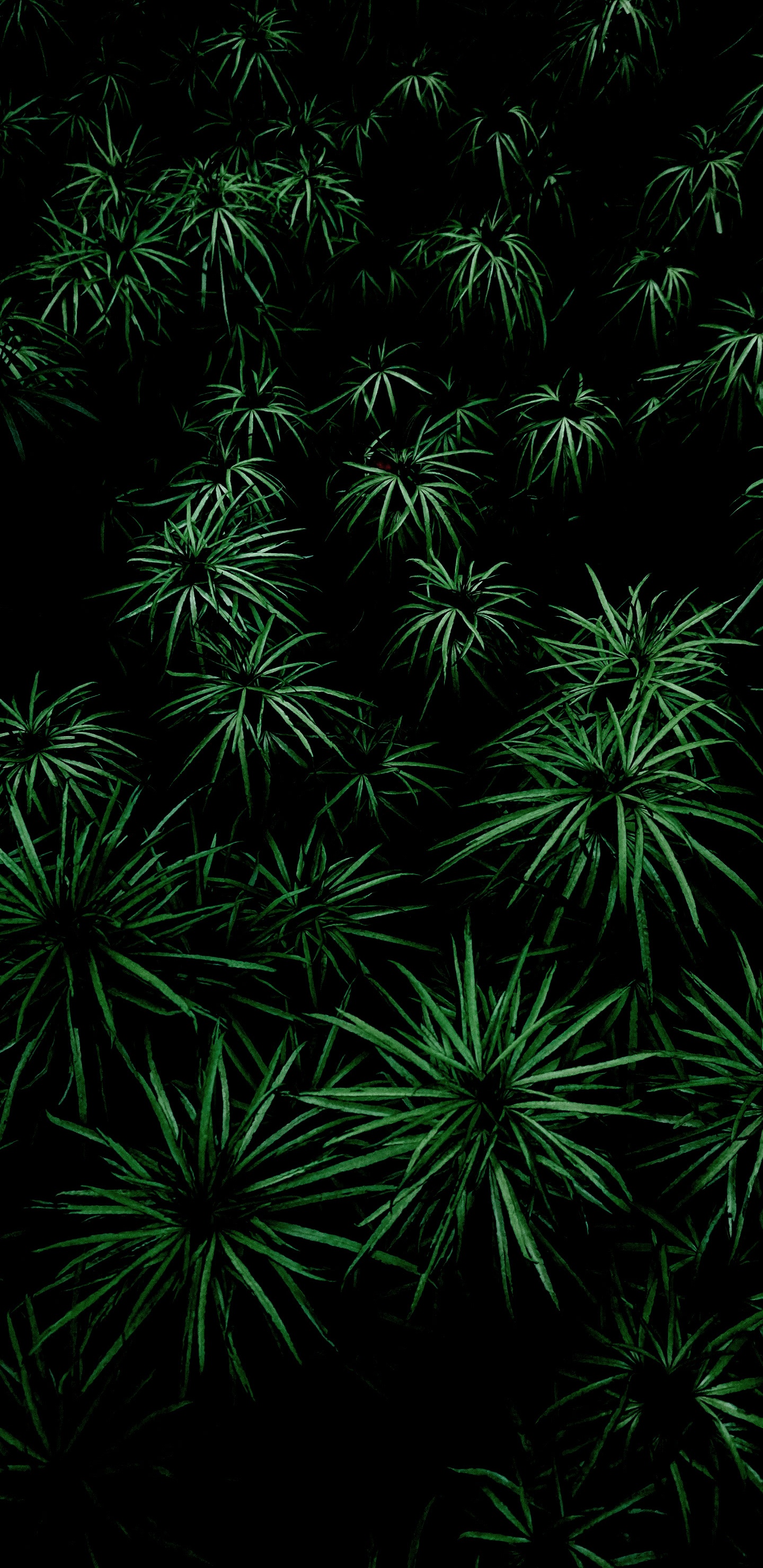 Végétation, Feuille, Plante Terrestre, Couvre-sol, Symétrie. Wallpaper in 1440x2960 Resolution