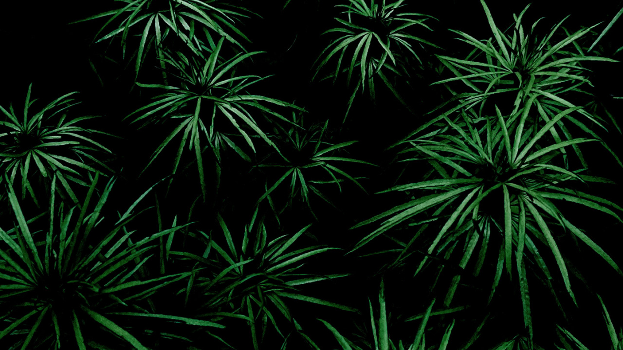 Vegetation, Leaf, Tree, Plant, Terrestrial Plant. Wallpaper in 1280x720 Resolution