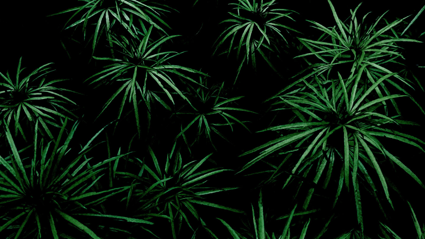 Vegetation, Leaf, Tree, Plant, Terrestrial Plant. Wallpaper in 1366x768 Resolution