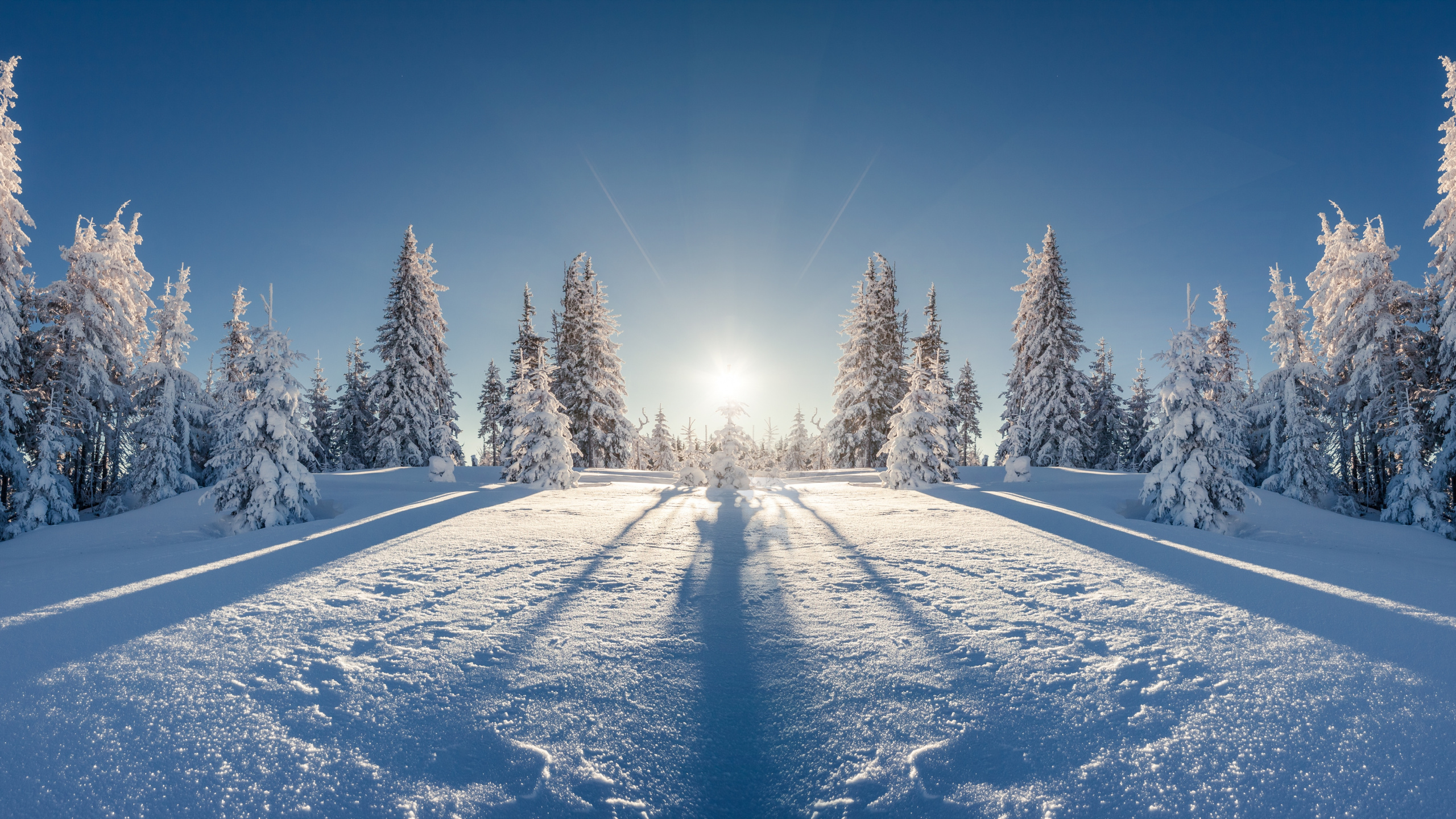 Árboles Cubiertos de Nieve Bajo un Cielo Azul Durante el Día. Wallpaper in 2560x1440 Resolution