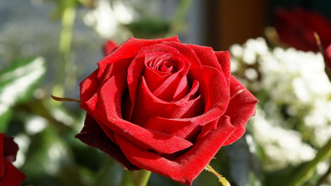 Red Rose in Bloom During Daytime. Wallpaper in 1366x768 Resolution
