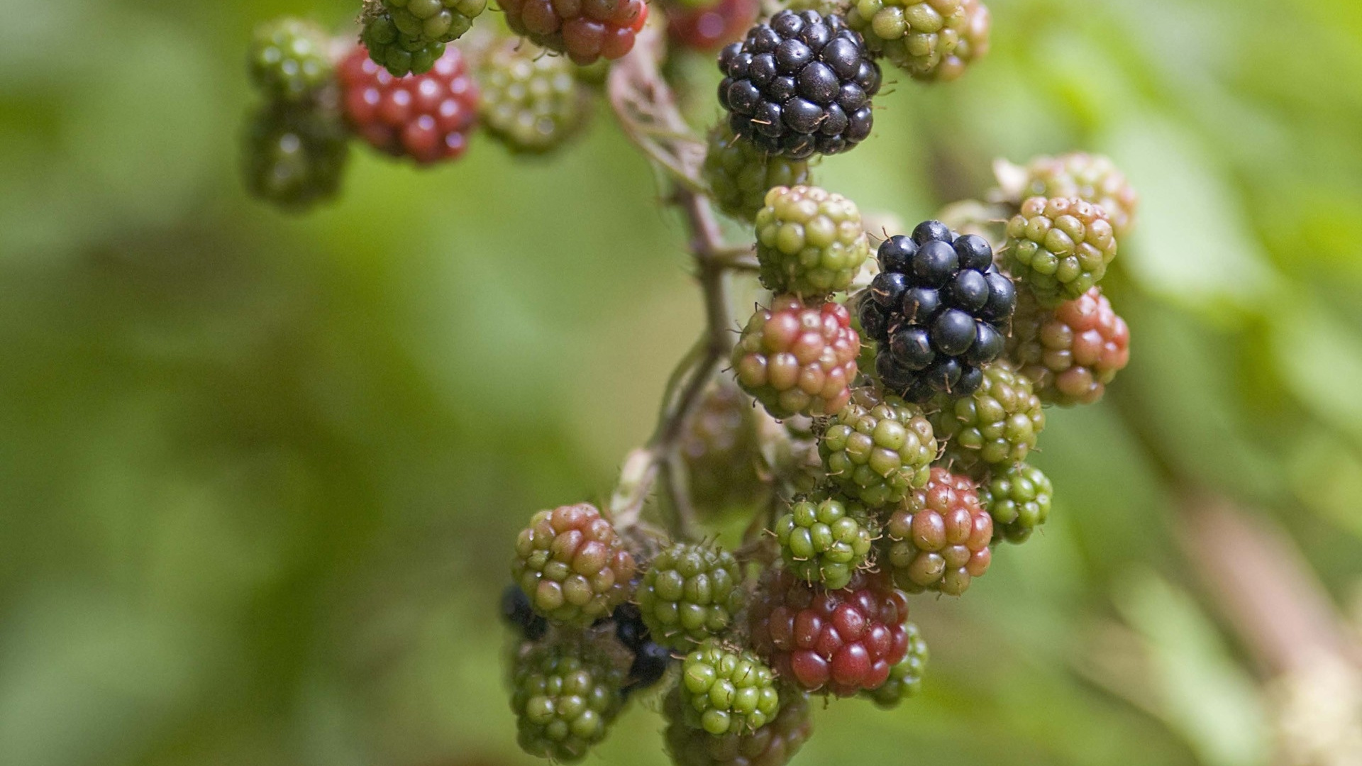 Green and Black Round Fruits. Wallpaper in 1920x1080 Resolution