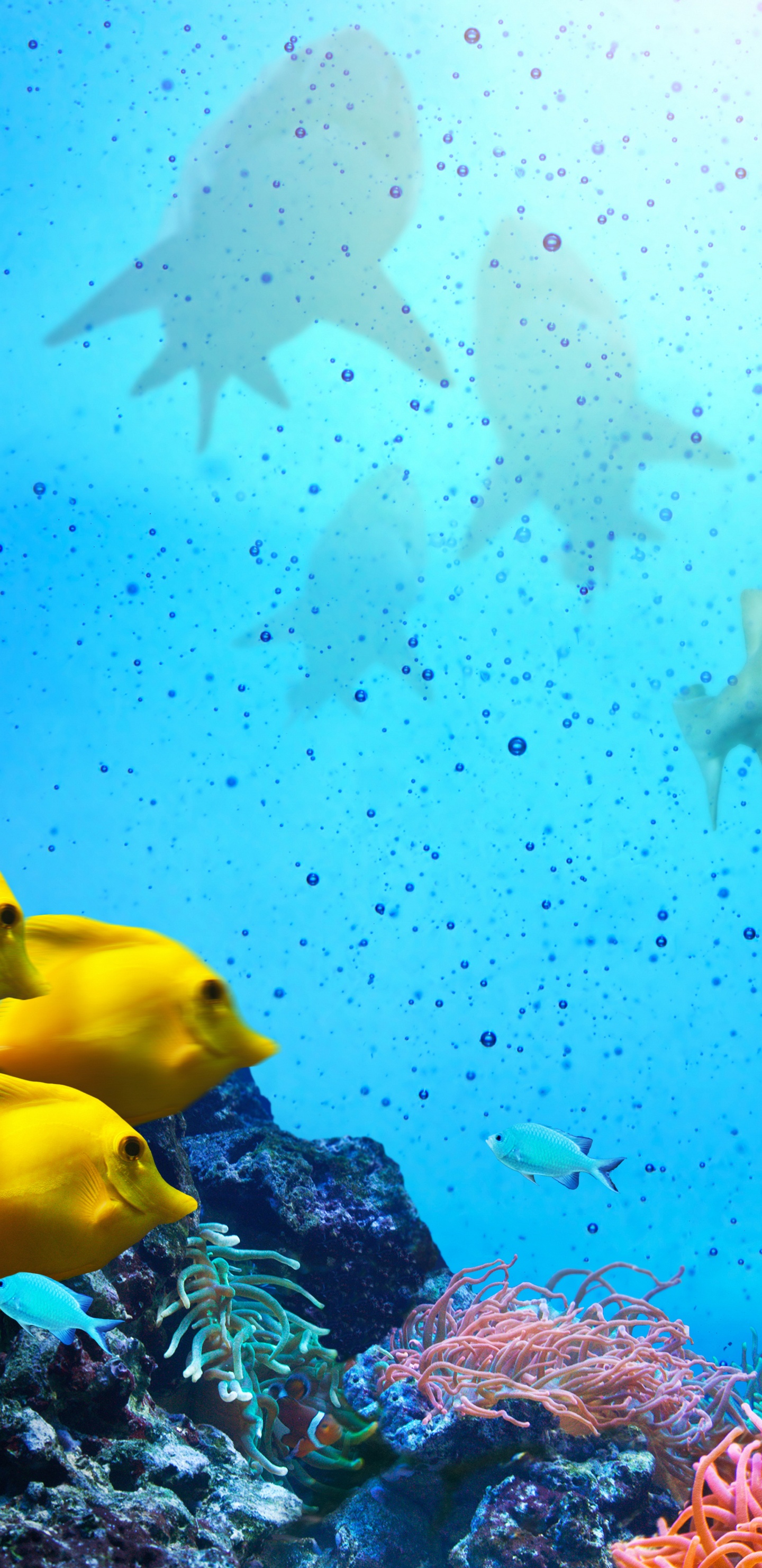 Gelber Und Schwarzer Fisch im Wasser. Wallpaper in 1440x2960 Resolution