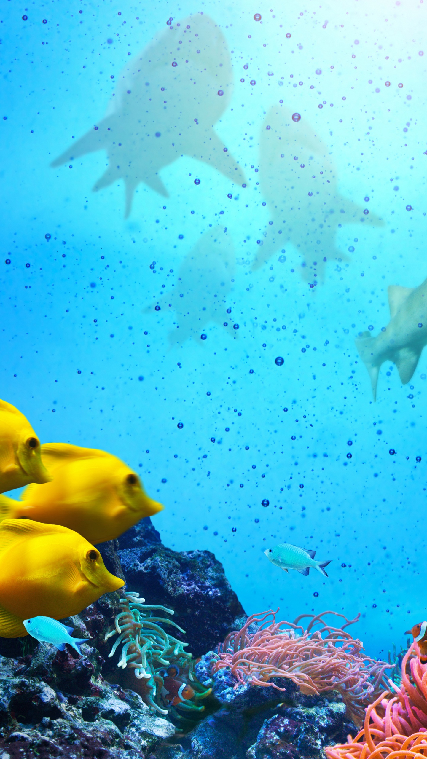 海洋, 大海, 珊瑚礁, 水下, 珊瑚礁的鱼 壁纸 1440x2560 允许