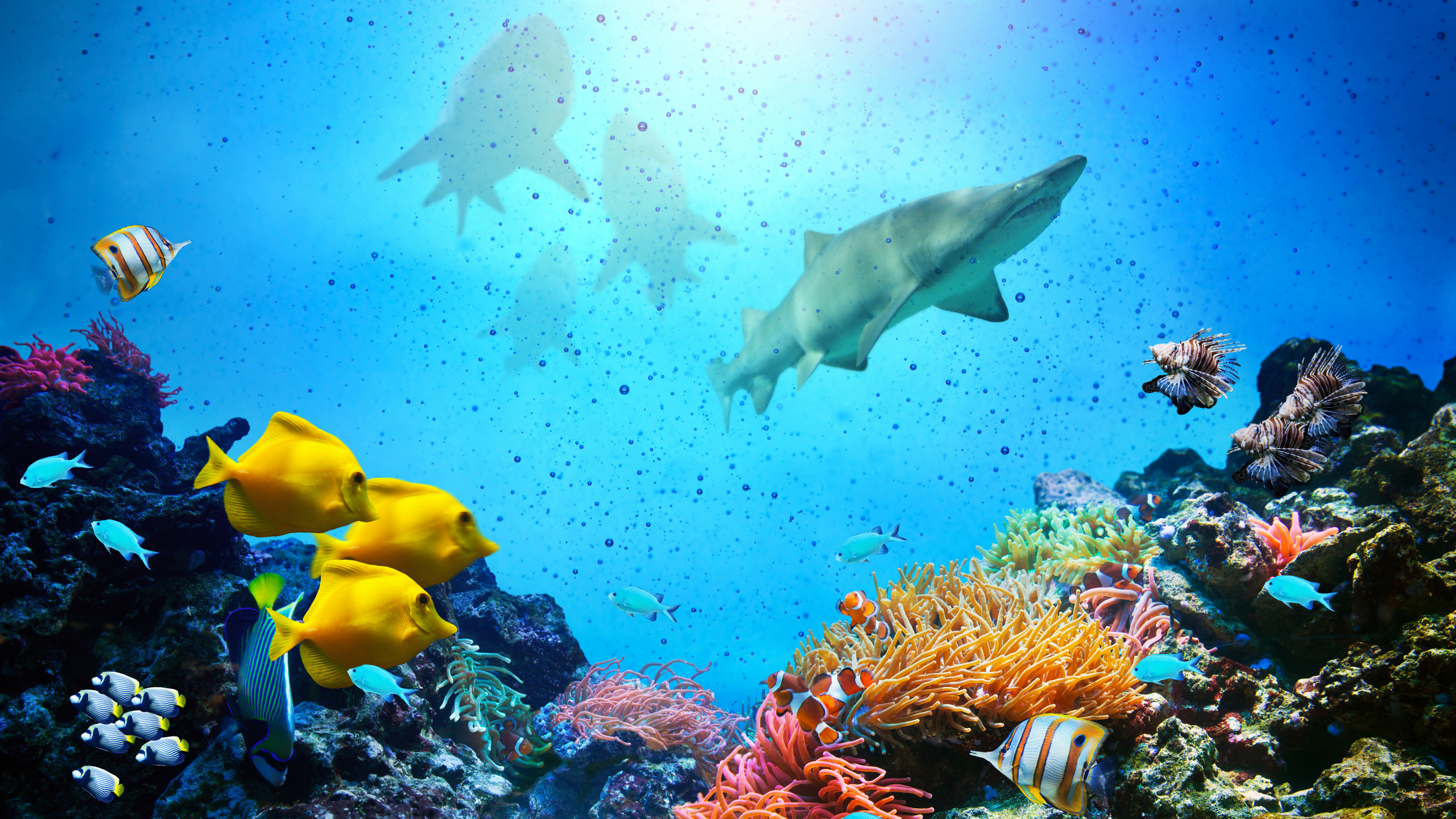 海洋, 大海, 珊瑚礁, 水下, 珊瑚礁的鱼 壁纸 2560x1440 允许