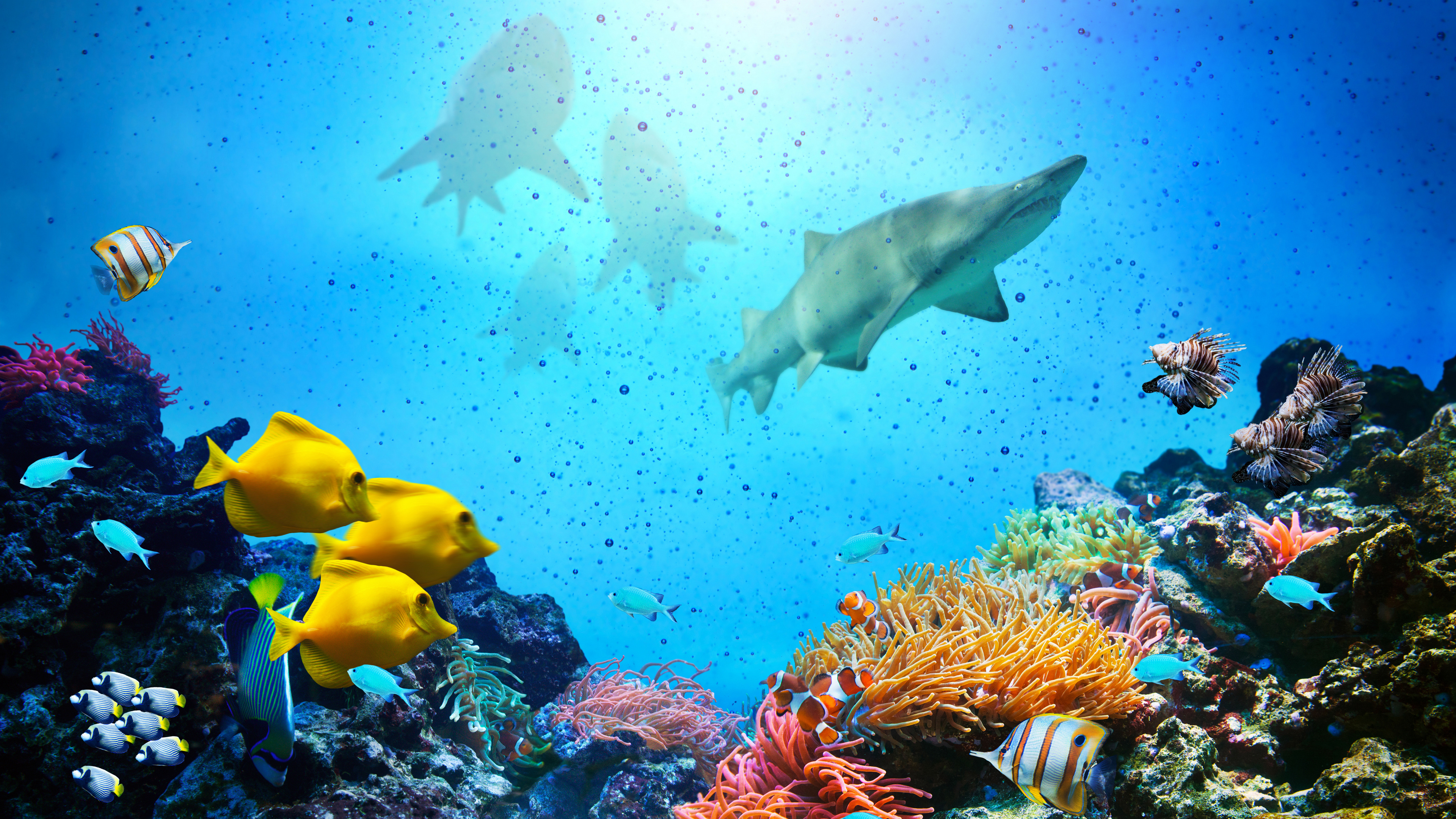 海洋, 大海, 珊瑚礁, 水下, 珊瑚礁的鱼 壁纸 3840x2160 允许