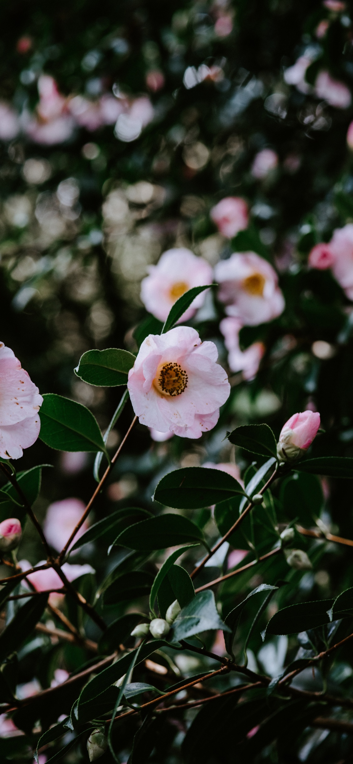 White and Pink Flowers in Tilt Shift Lens. Wallpaper in 1125x2436 Resolution