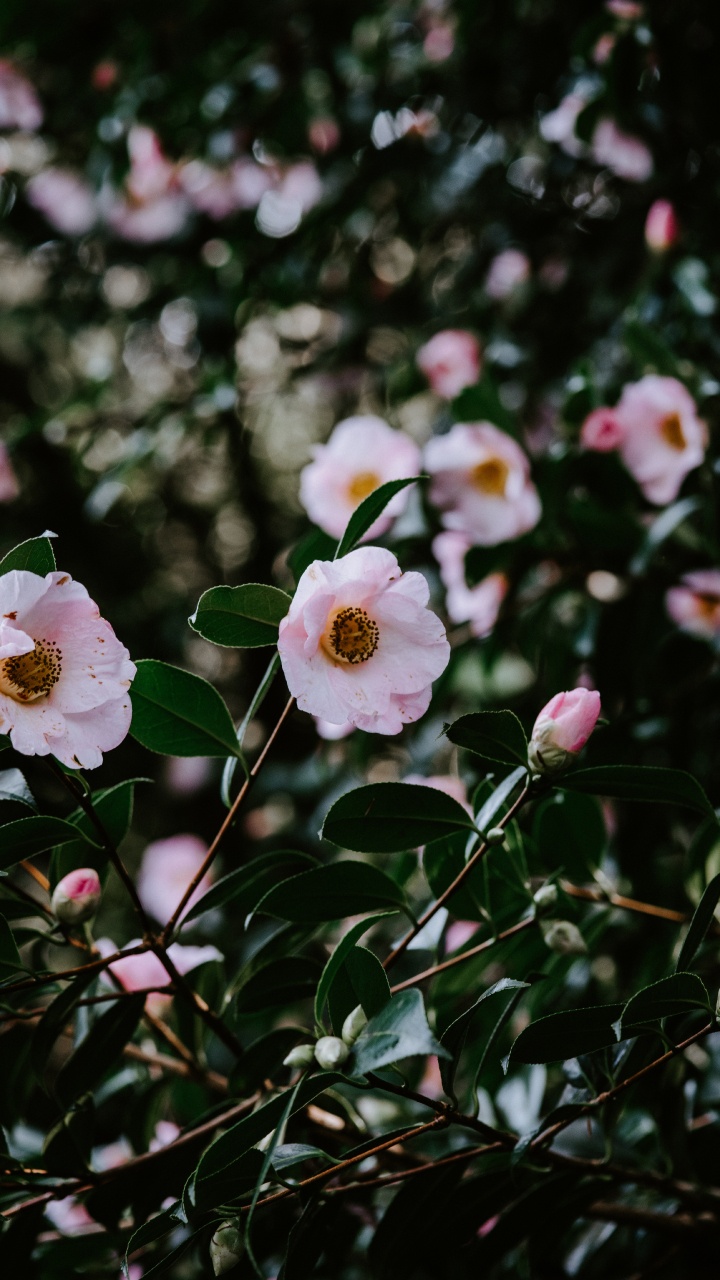 White and Pink Flowers in Tilt Shift Lens. Wallpaper in 720x1280 Resolution
