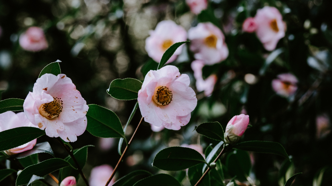 Fleurs Blanches et Roses Dans L'objectif à Décentrement. Wallpaper in 1366x768 Resolution