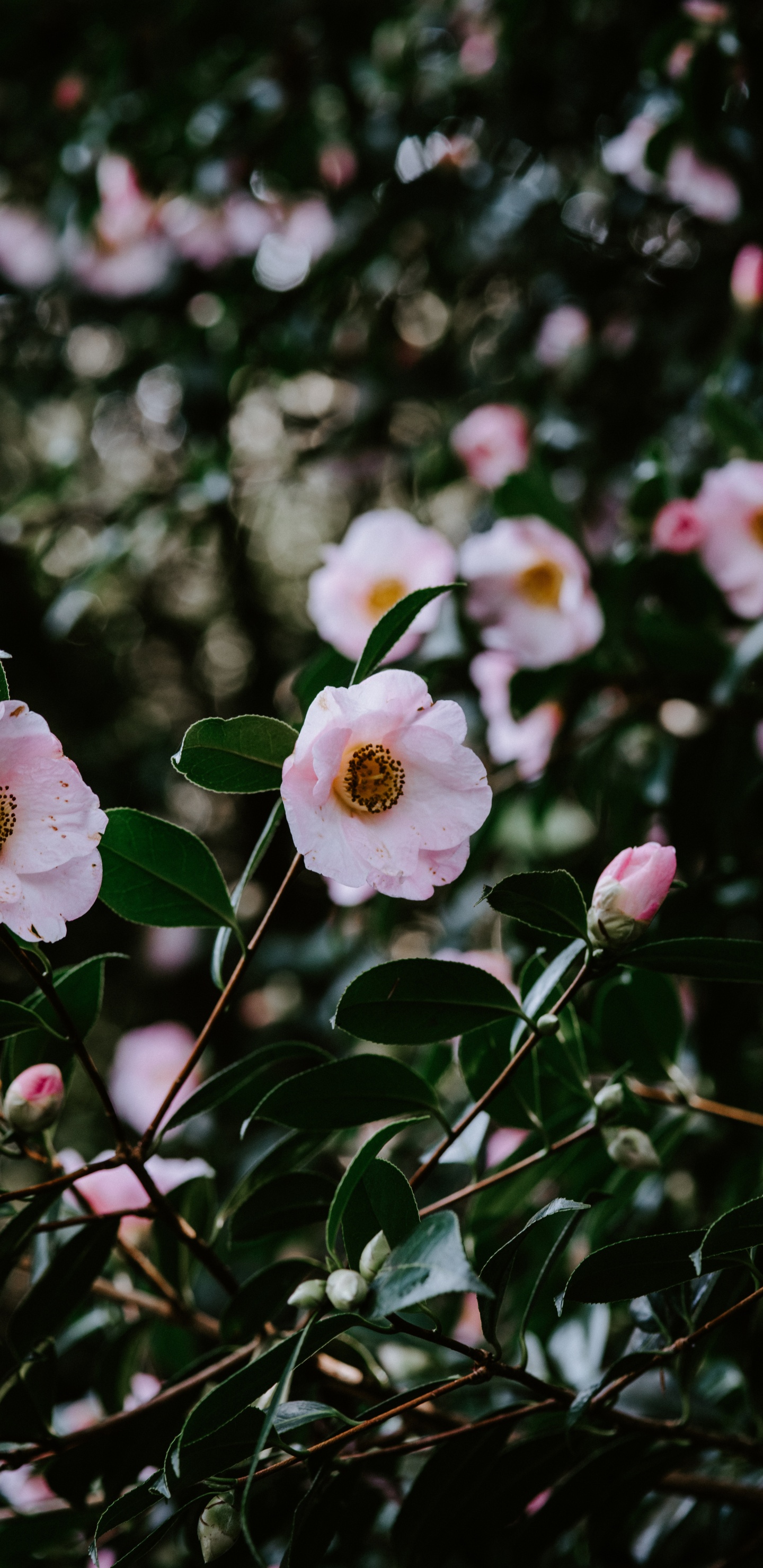 Fleurs Blanches et Roses Dans L'objectif à Décentrement. Wallpaper in 1440x2960 Resolution