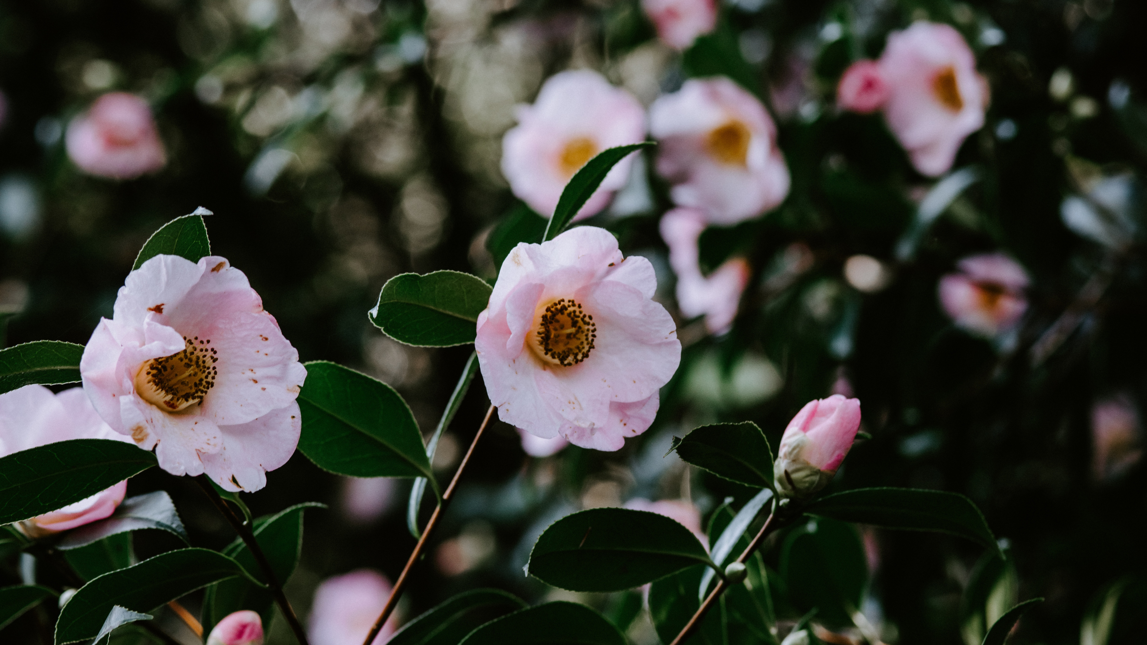 Fleurs Blanches et Roses Dans L'objectif à Décentrement. Wallpaper in 3840x2160 Resolution