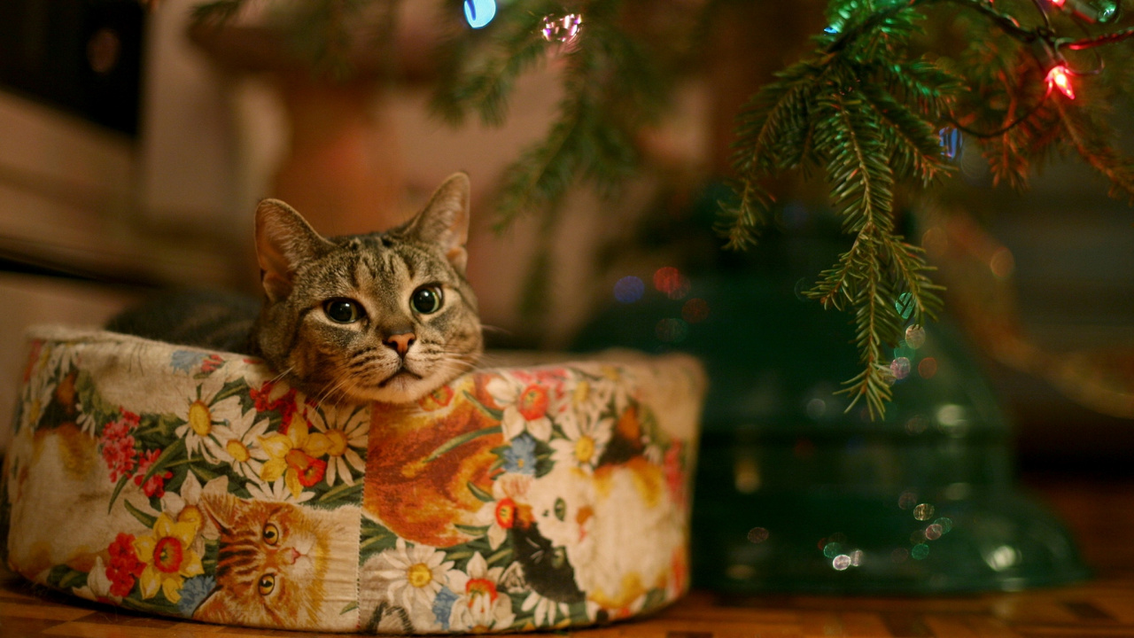 Cat, Christmas Day, Kitten, Christmas Tree, Felidae. Wallpaper in 1280x720 Resolution
