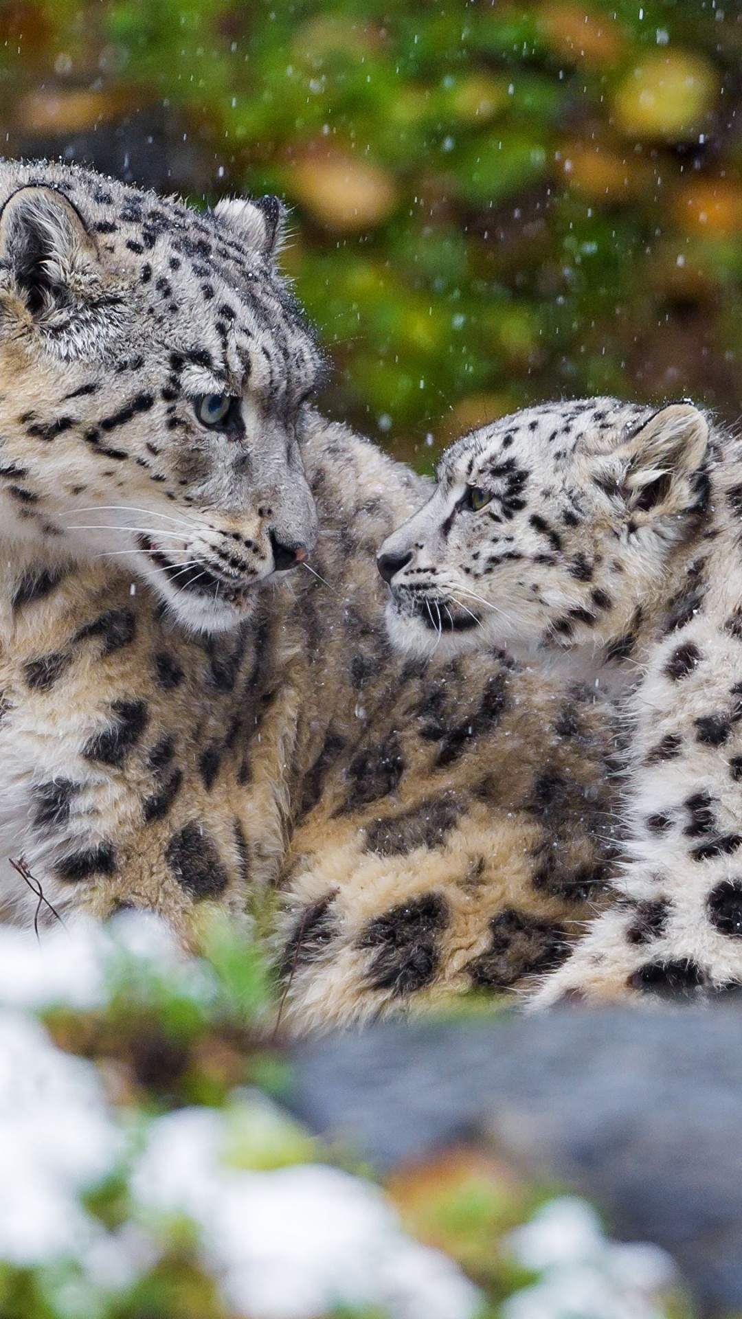 White and Black Leopard on Green Grass During Daytime. Wallpaper in 1080x1920 Resolution