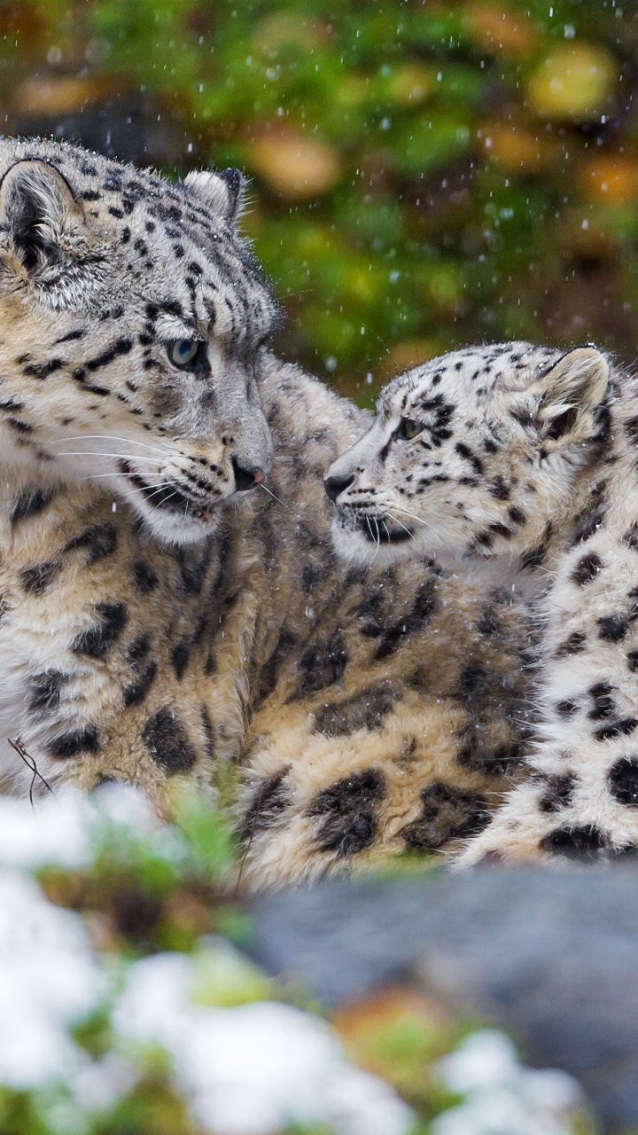 White and Black Leopard on Green Grass During Daytime. Wallpaper in 720x1280 Resolution