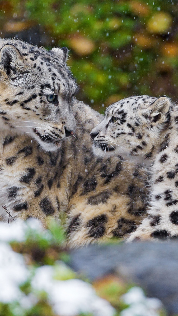 White and Black Leopard on Green Grass During Daytime. Wallpaper in 750x1334 Resolution