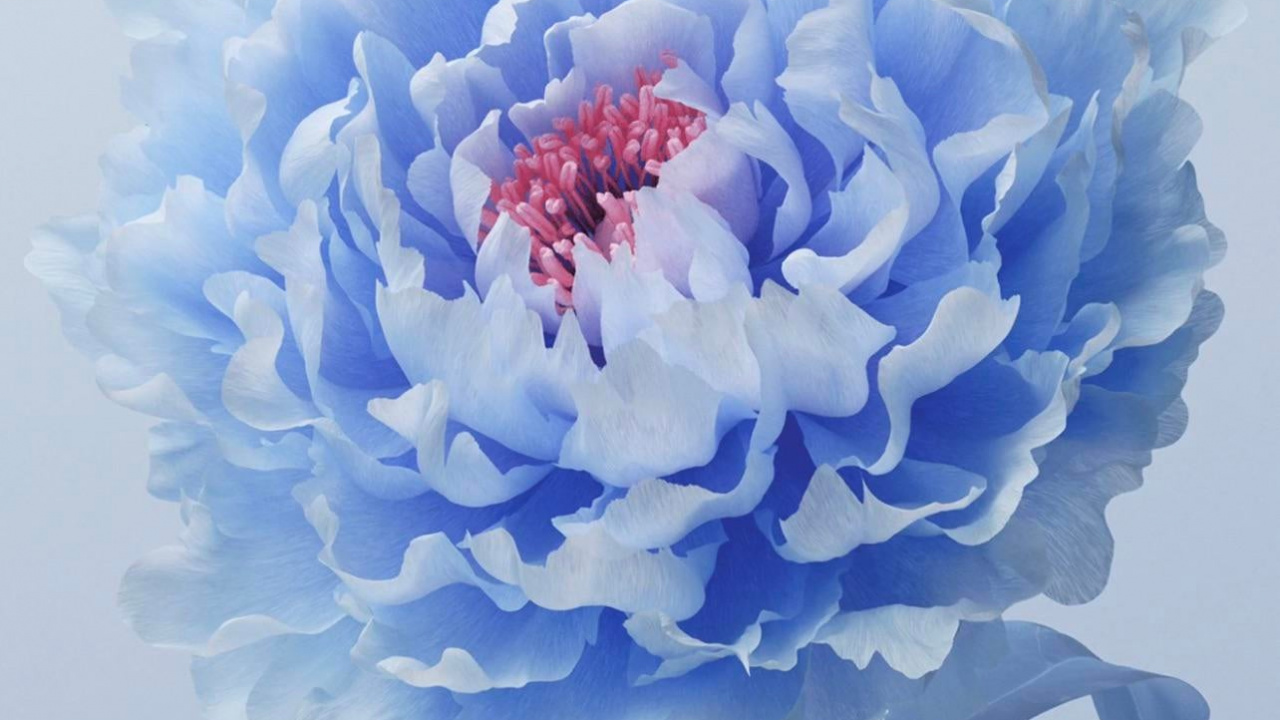 Vivant, Vivo, Pivoine, Système D'origine, Android. Wallpaper in 1280x720 Resolution