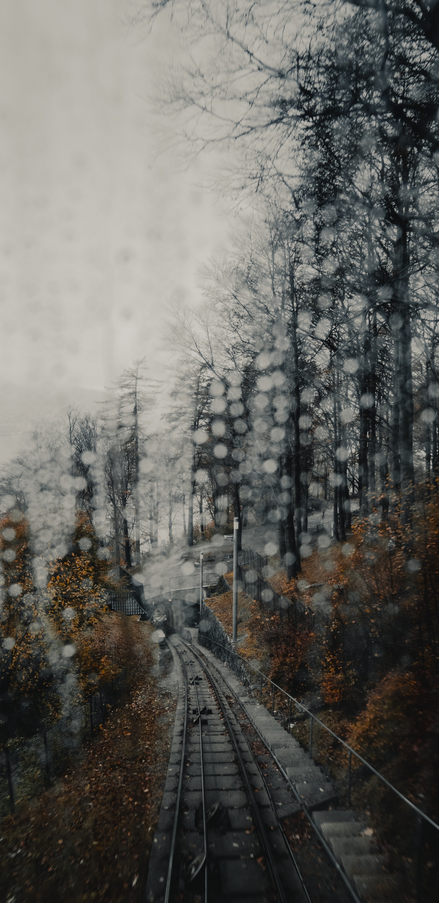 Árboles Cubiertos de Nieve Durante el Día. Wallpaper in 1440x2960 Resolution