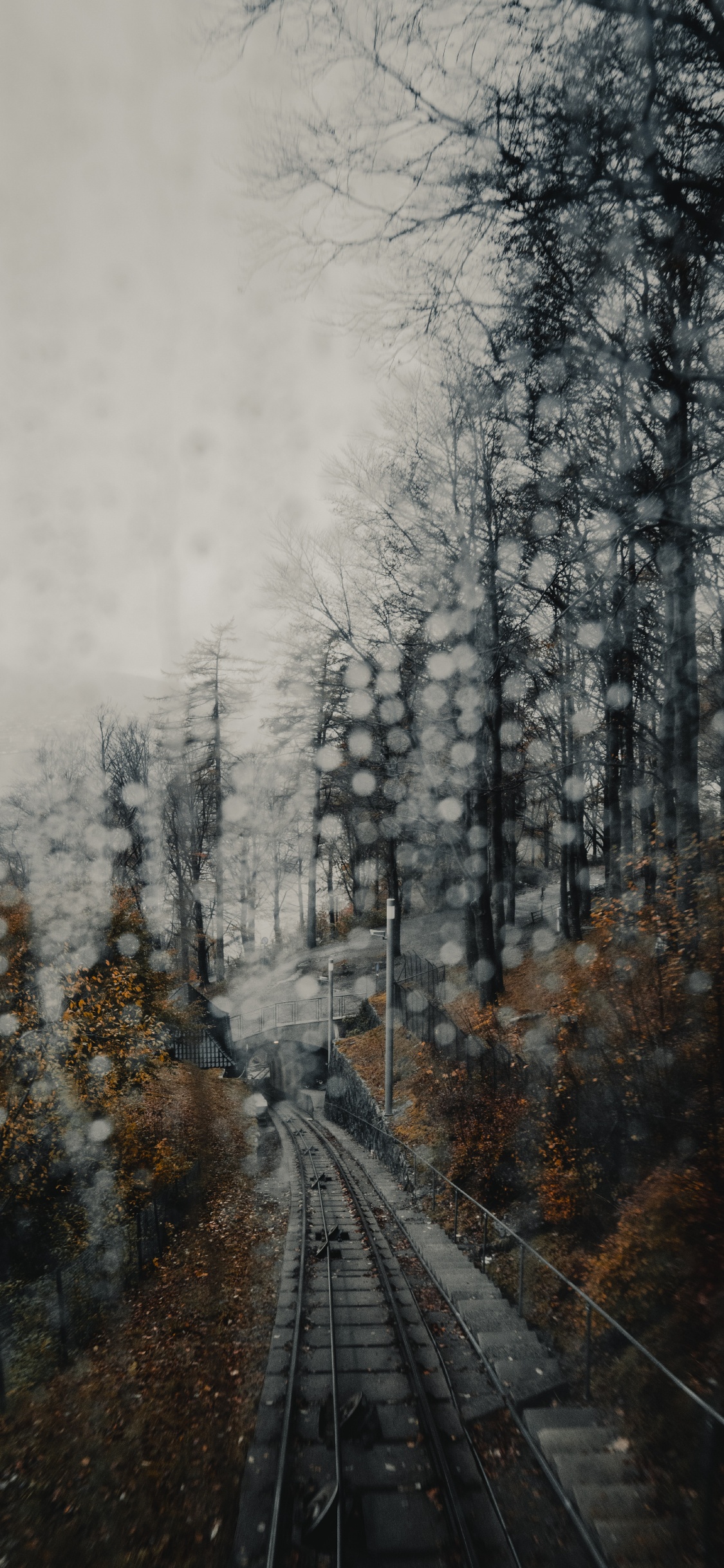 Snow Covered Trees During Daytime. Wallpaper in 1125x2436 Resolution