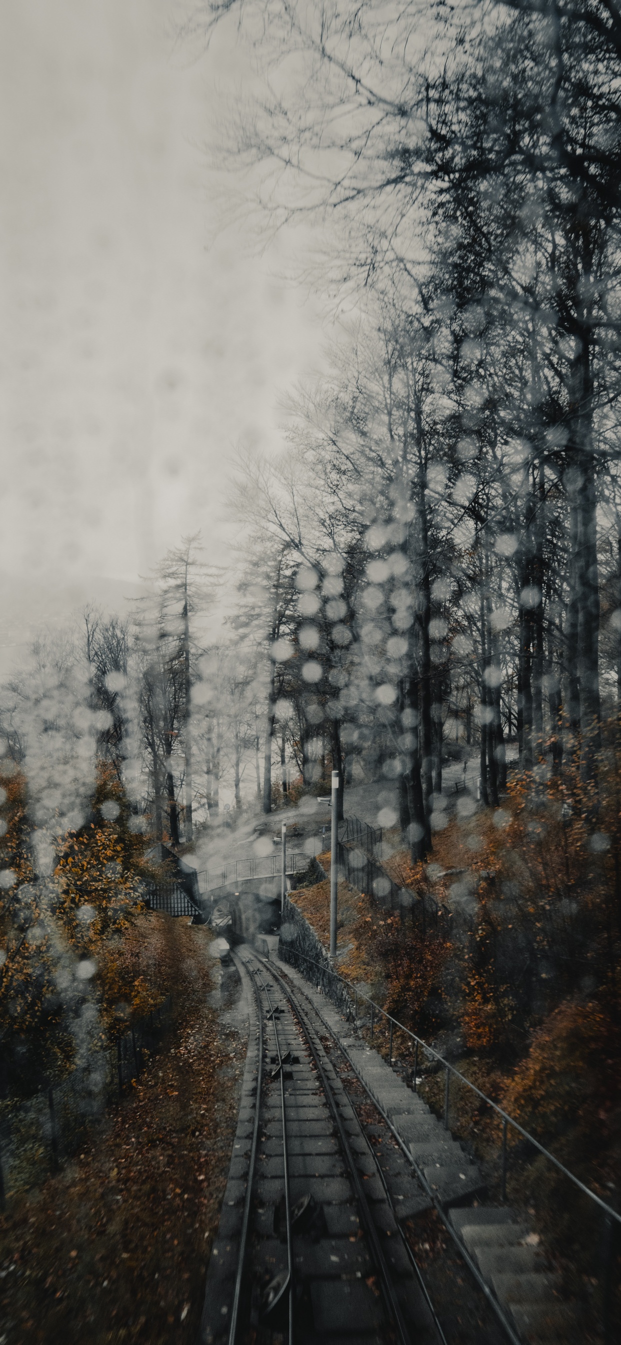 Snow Covered Trees During Daytime. Wallpaper in 1242x2688 Resolution