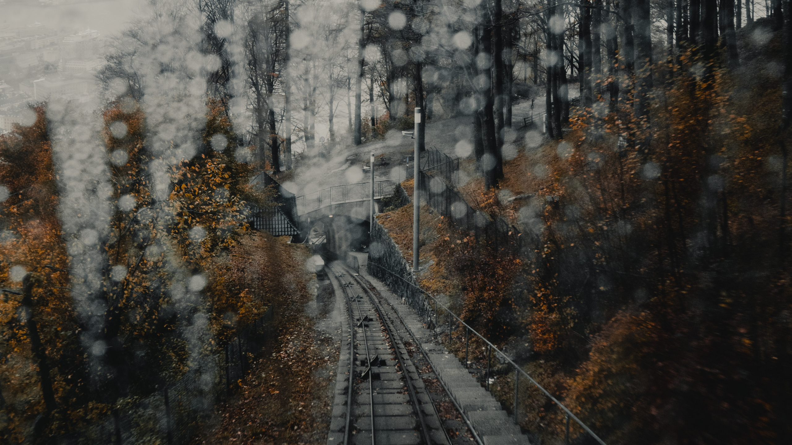 Snow Covered Trees During Daytime. Wallpaper in 2560x1440 Resolution