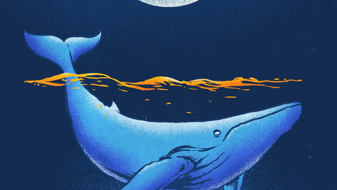 Biologie Marine, Baleine, Baleine Bleue, Eau, Liquid. Wallpaper in 1280x720 Resolution