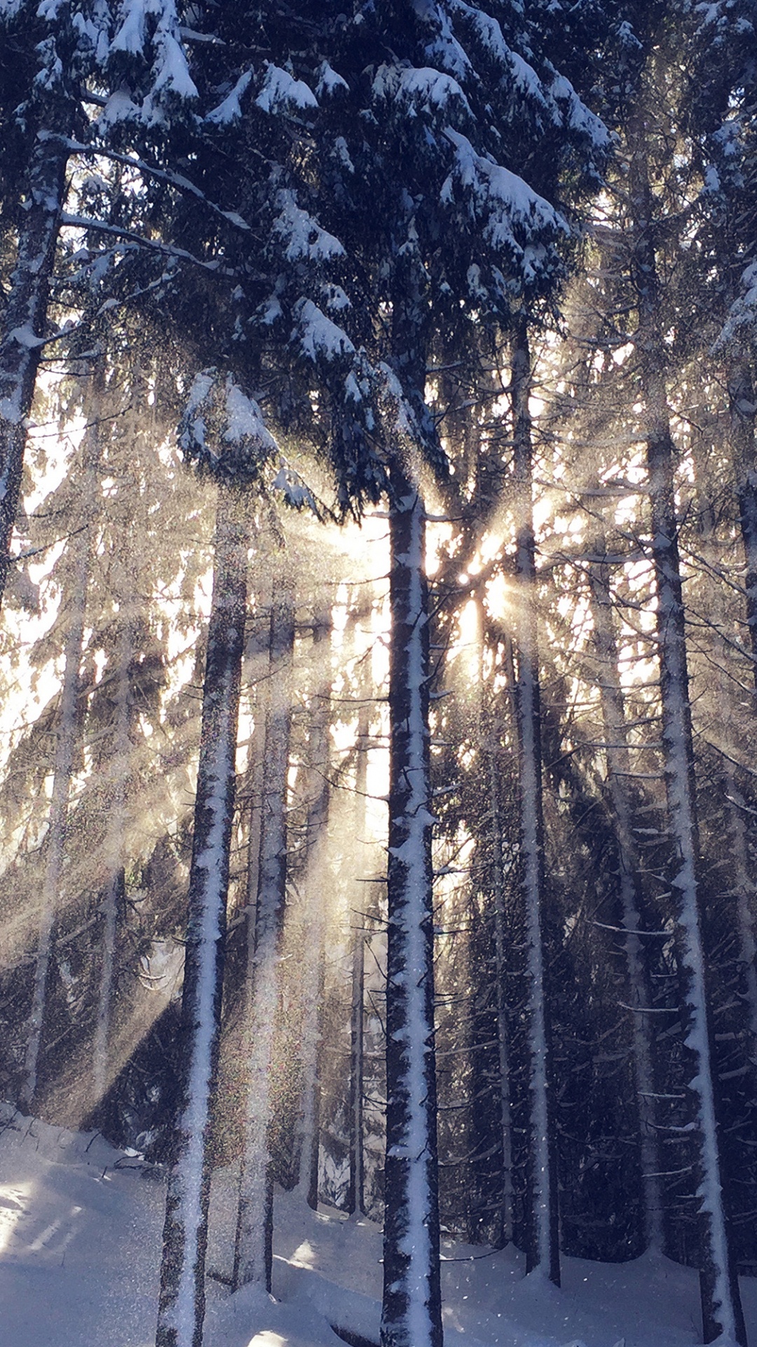 Atmosphäre, Branch, Holz, Zweig, Naturlandschaft. Wallpaper in 1080x1920 Resolution