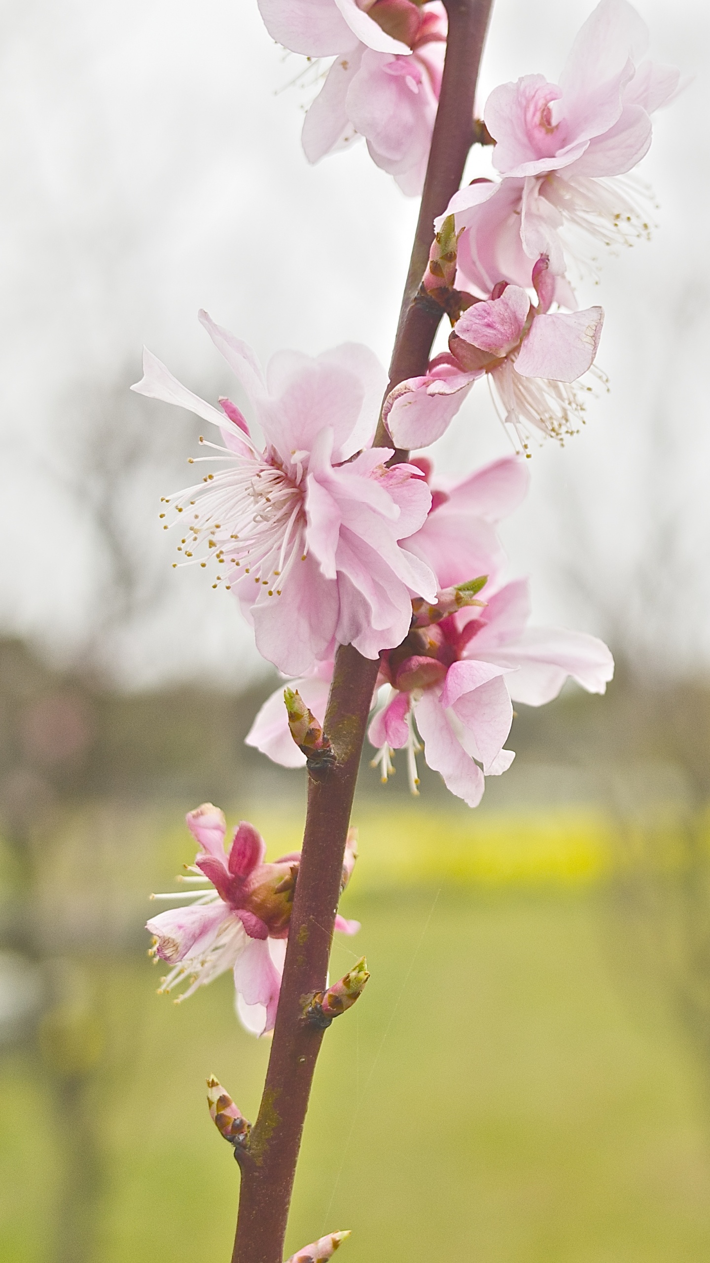 Tagsüber Blühen Weiße Und Rosa Kirschblüten. Wallpaper in 1440x2560 Resolution