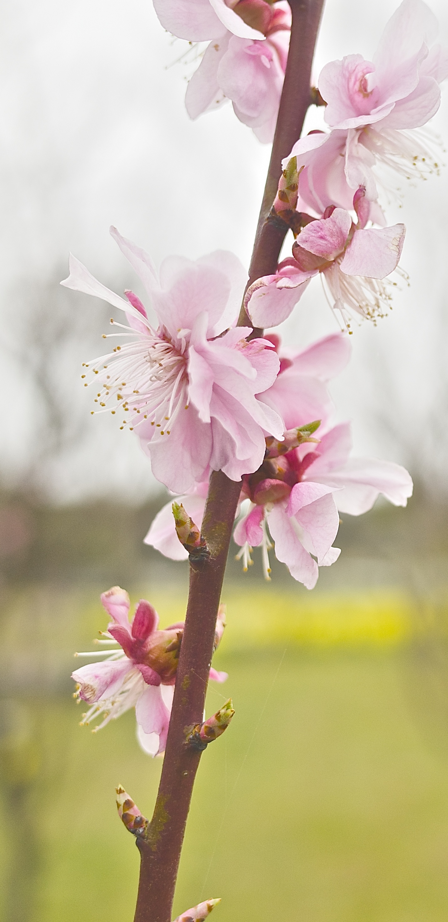Tagsüber Blühen Weiße Und Rosa Kirschblüten. Wallpaper in 1440x2960 Resolution