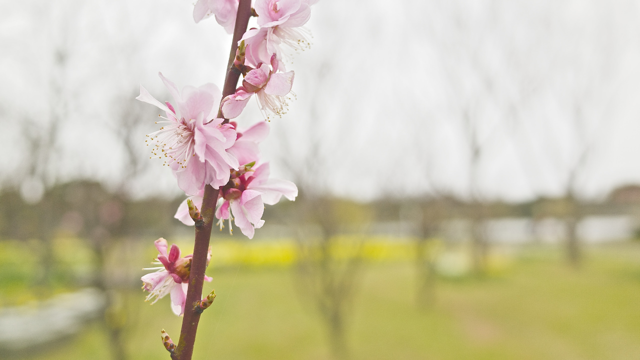 White and Pink Cherry Blossom in Bloom During Daytime. Wallpaper in 1280x720 Resolution