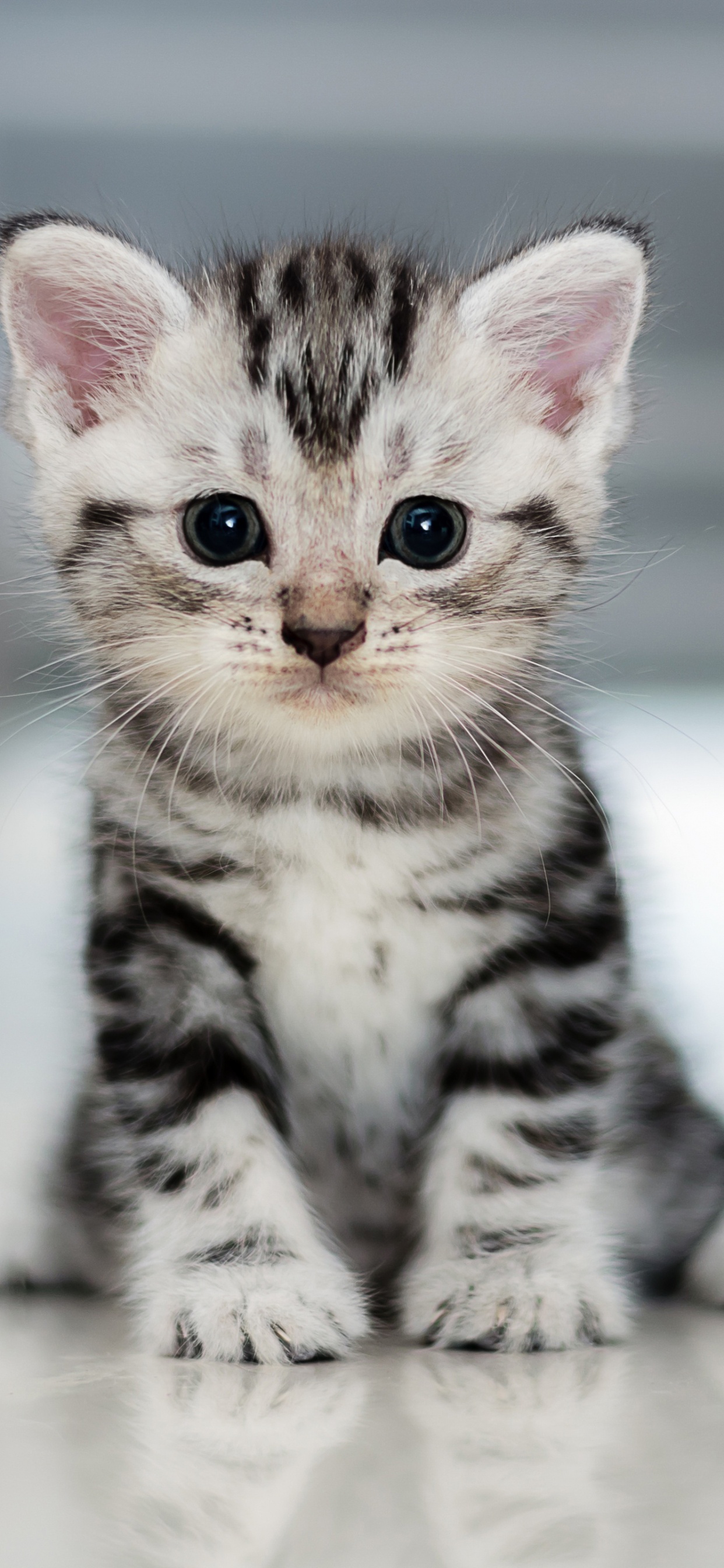 White and Black Kitten on White Floor. Wallpaper in 1242x2688 Resolution