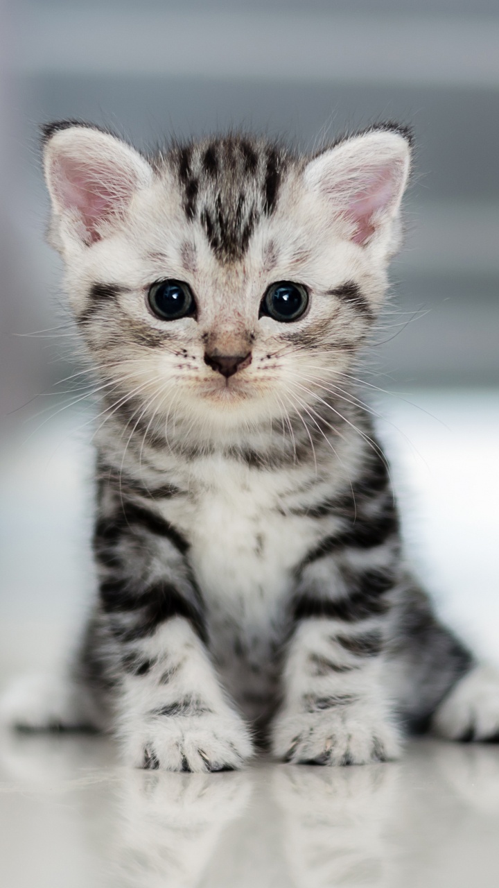 Chaton Blanc et Noir Sur Sol Blanc. Wallpaper in 720x1280 Resolution